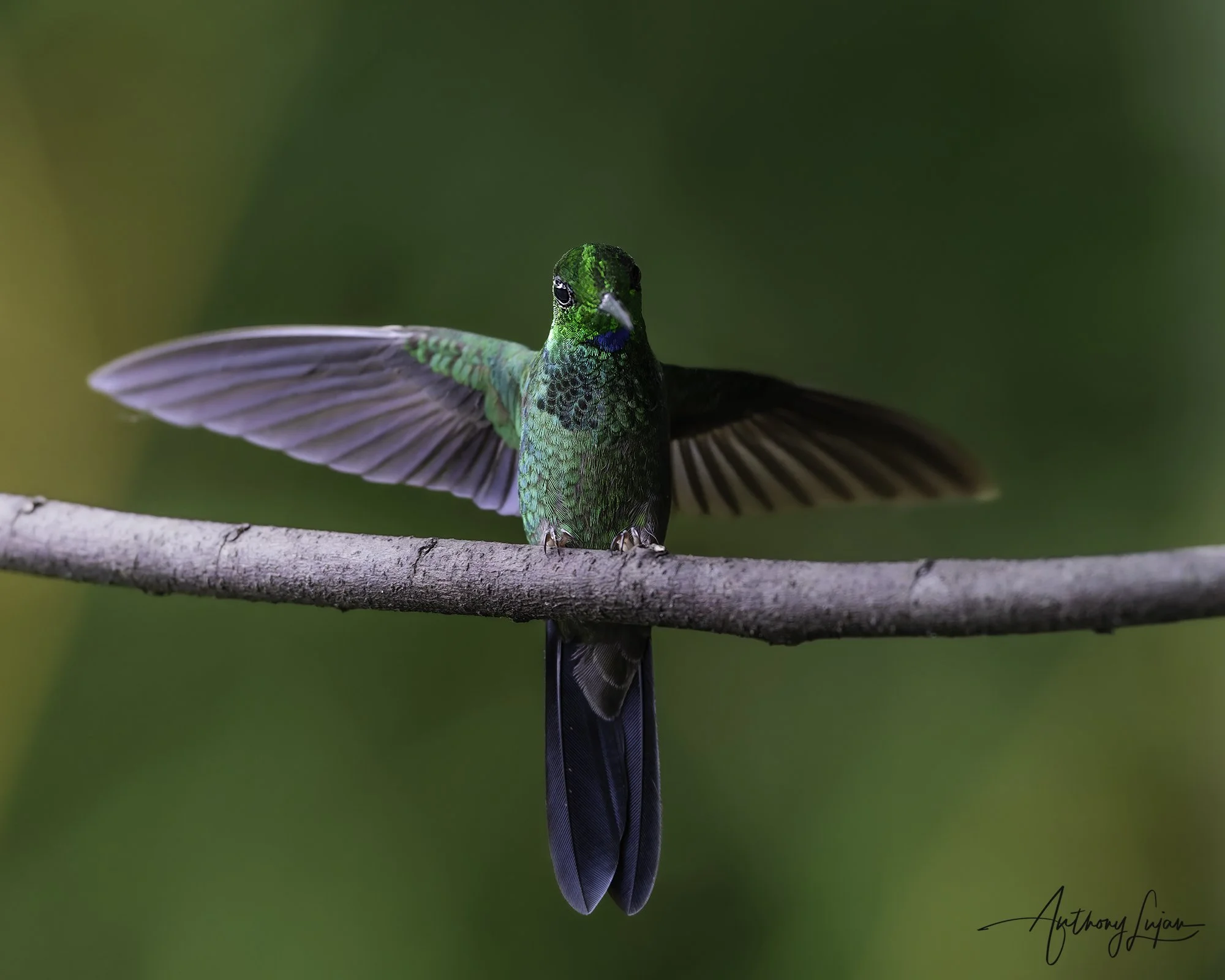 DSC03349 Green-crowned Brilliant x1800.jpg