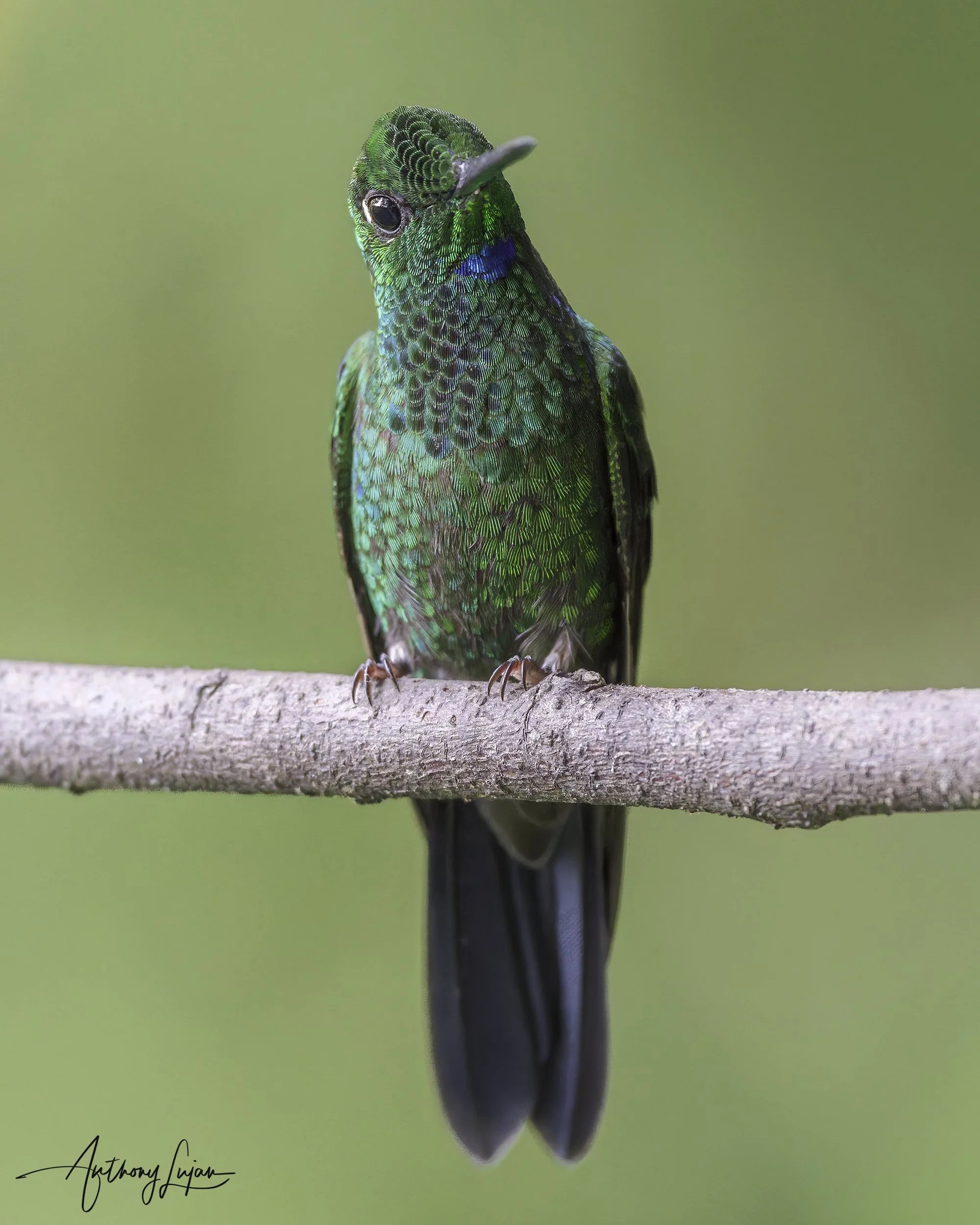 DSC03359 Green-crowned Brilliant x1800.jpg