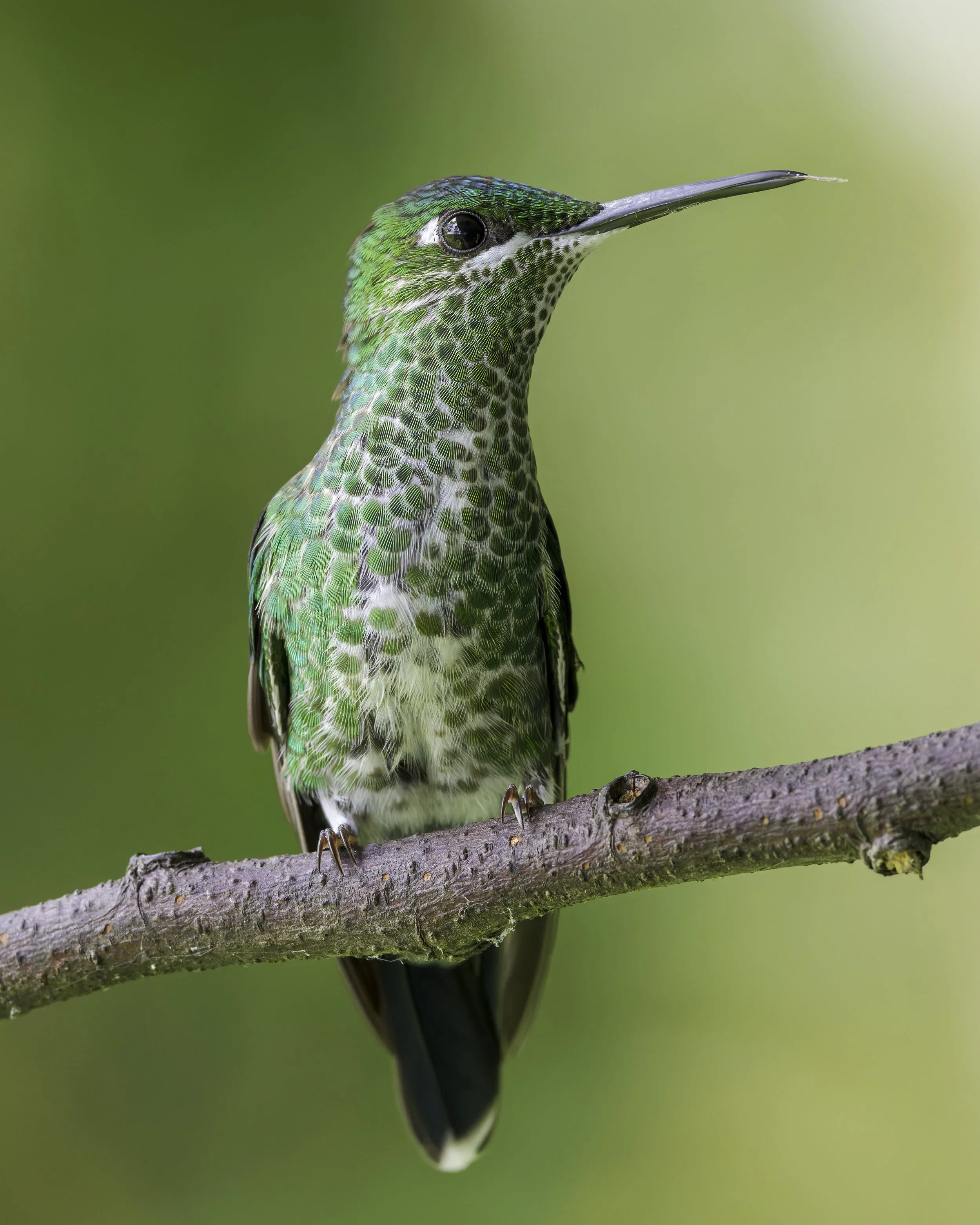 DSC03378 Green-crowned Brilliant female.jpg