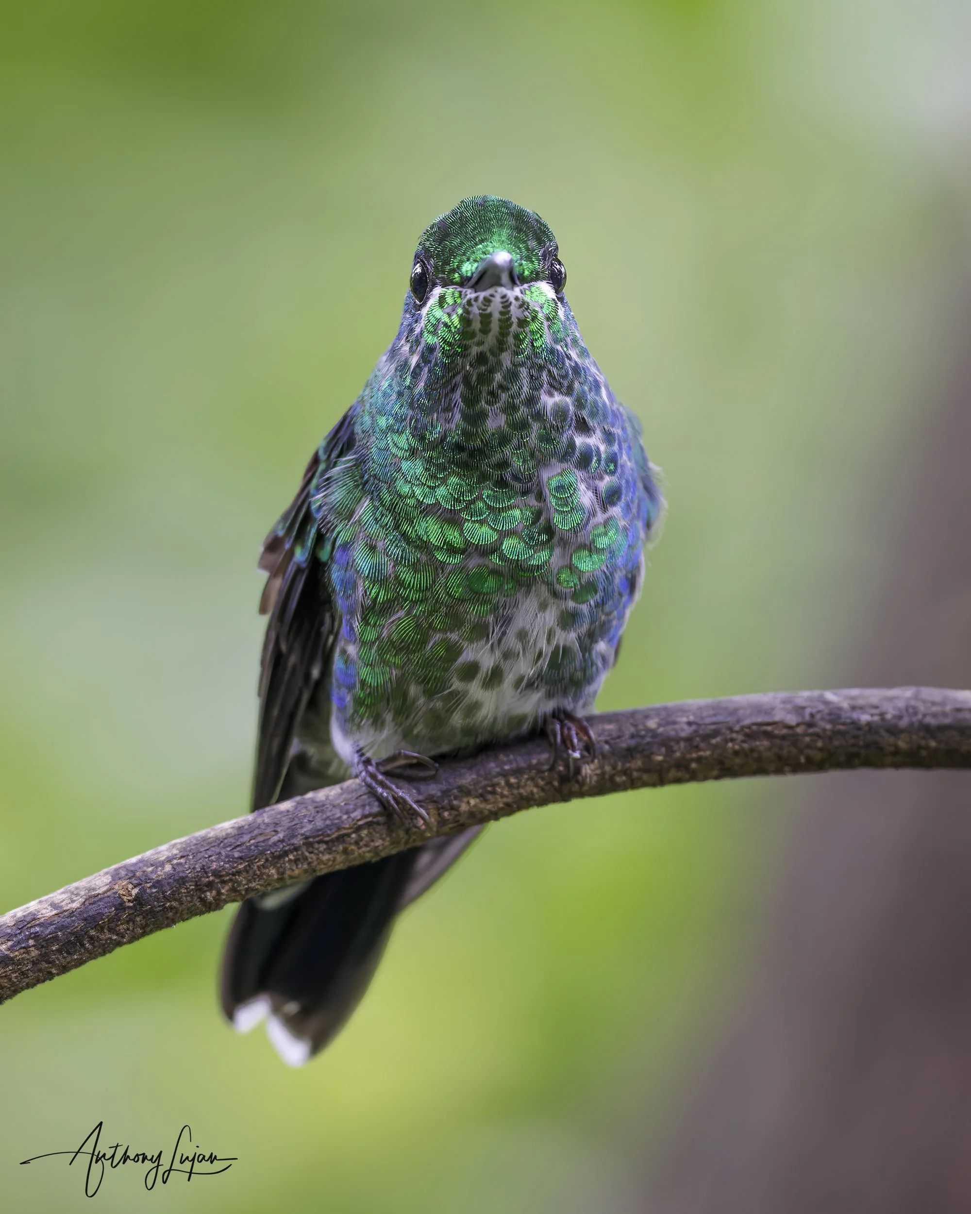 DSC03287 Green-crowned Brilliant female x1800.jpg