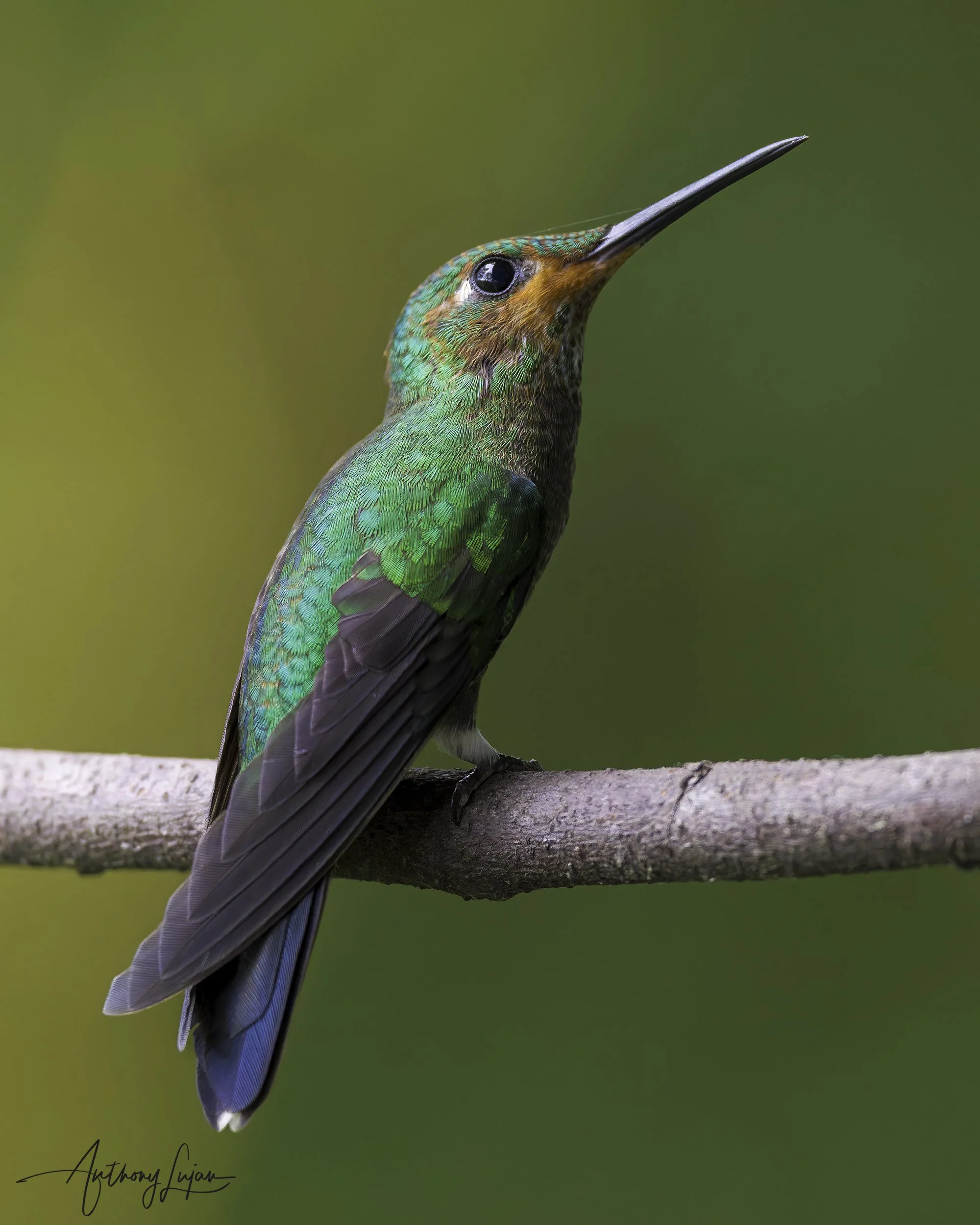 DSC03339 Green-crowned Brilliant Juvie copy.jpg