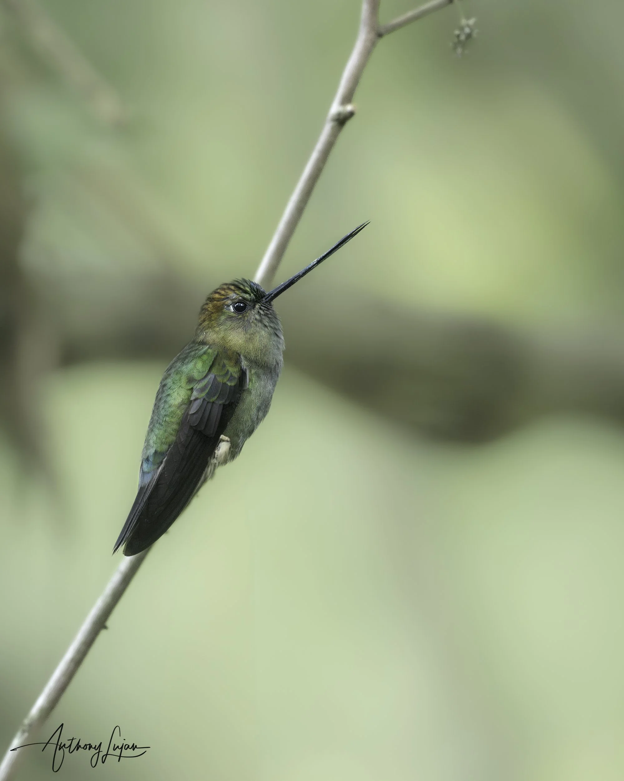 DSC03453 Green-fronted Lancebill x1800.jpg