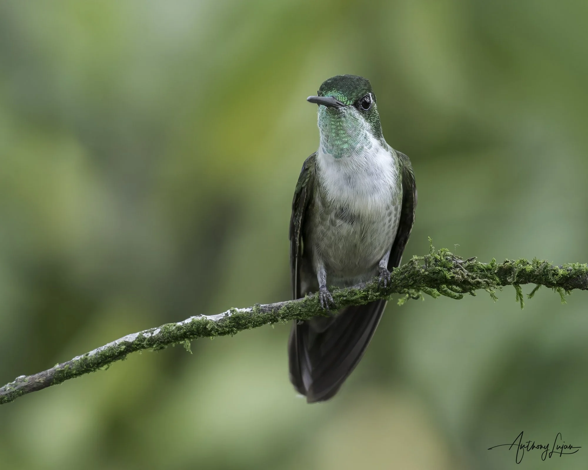 DSC02867 Green-throated Mountain-gem x1800.jpg