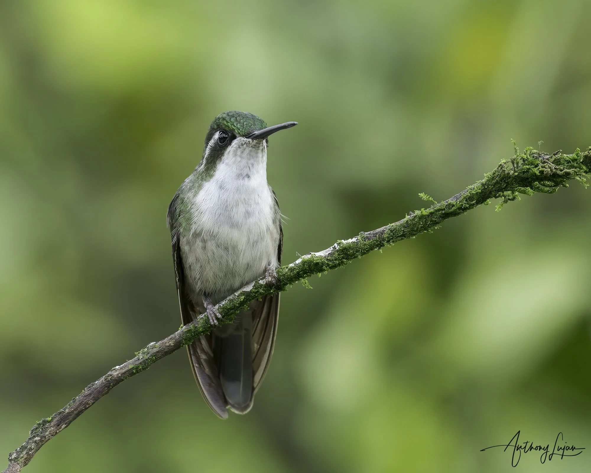 DSC02890 Green-throated Mountain-gem x1800.jpg