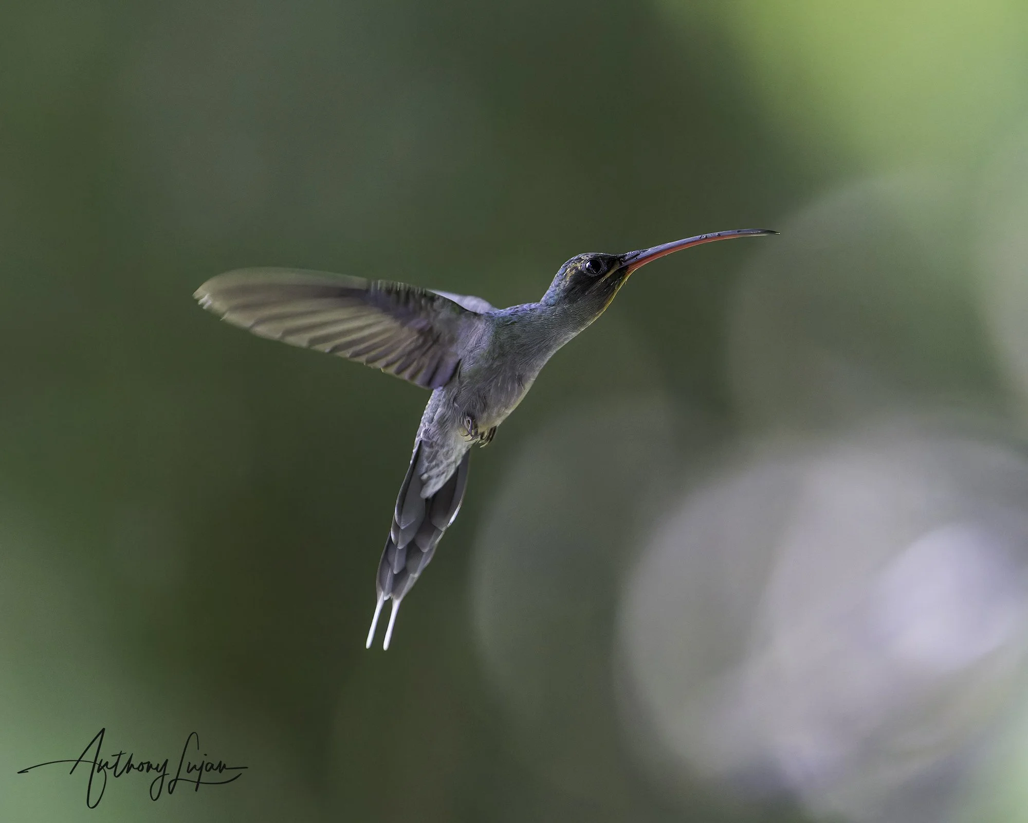 DSC3741 Green Hermit x1800.jpg