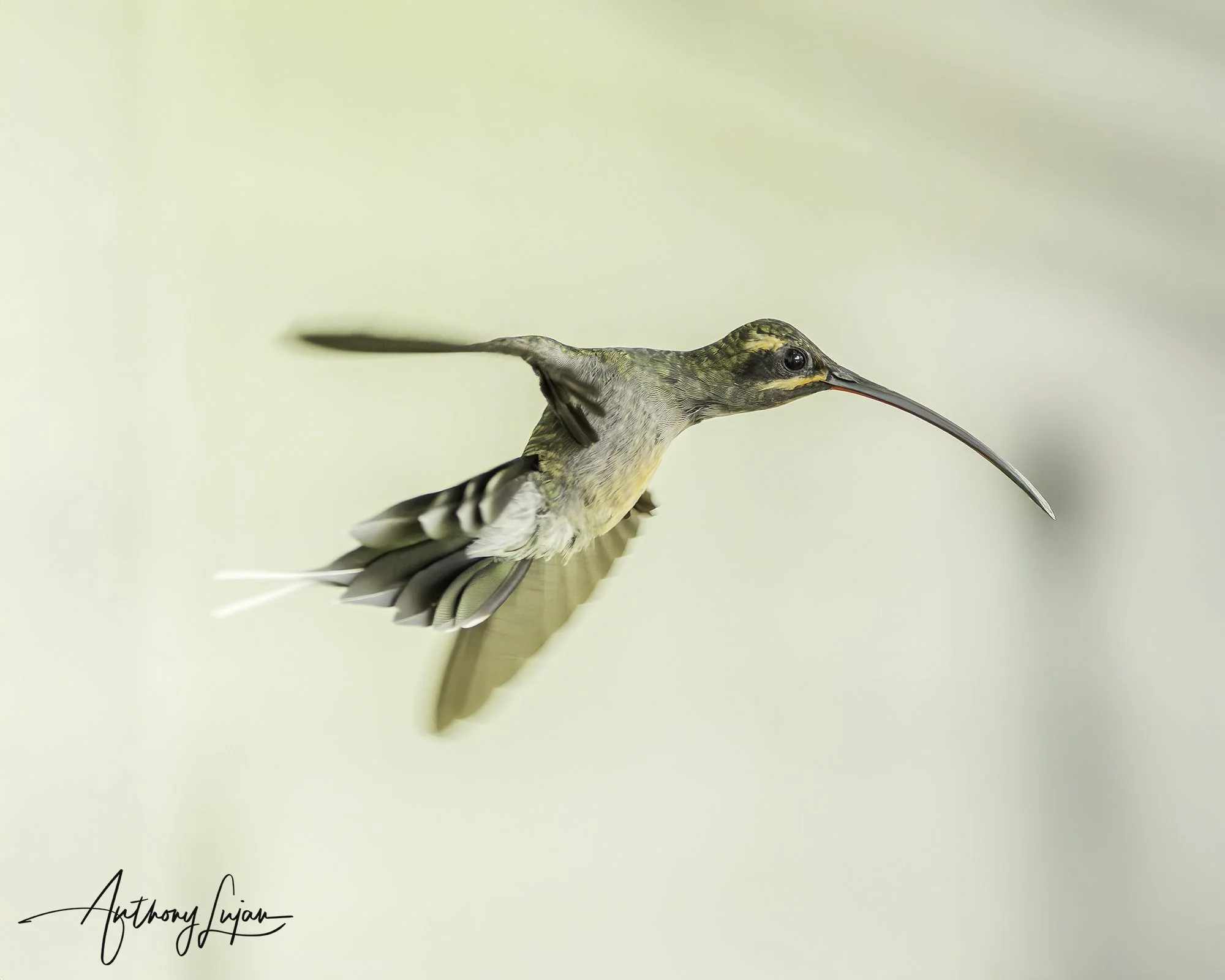 _DSC8292 Green Hermit x1800.jpg