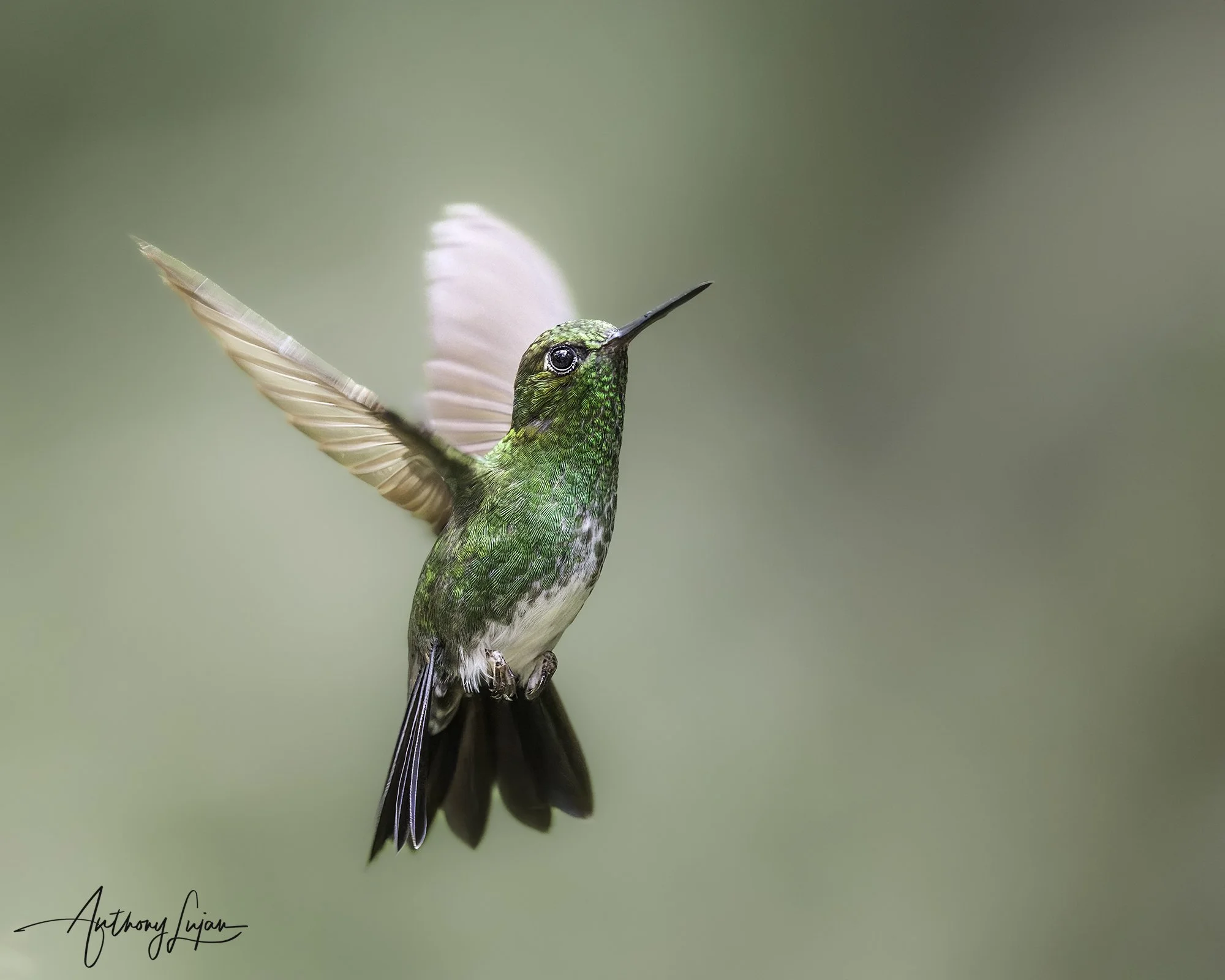 DSC05822 Greenish Puffleg x1800.jpg