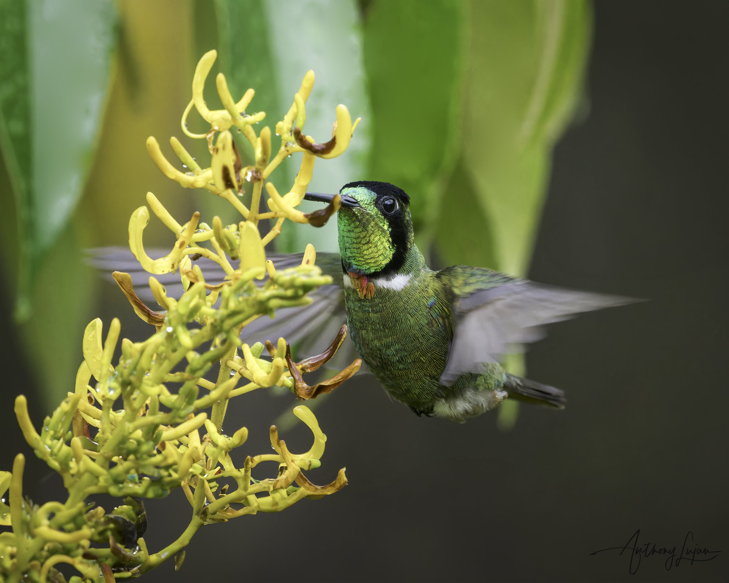 DSC4354 Hooded Visorbearer x1800.jpg