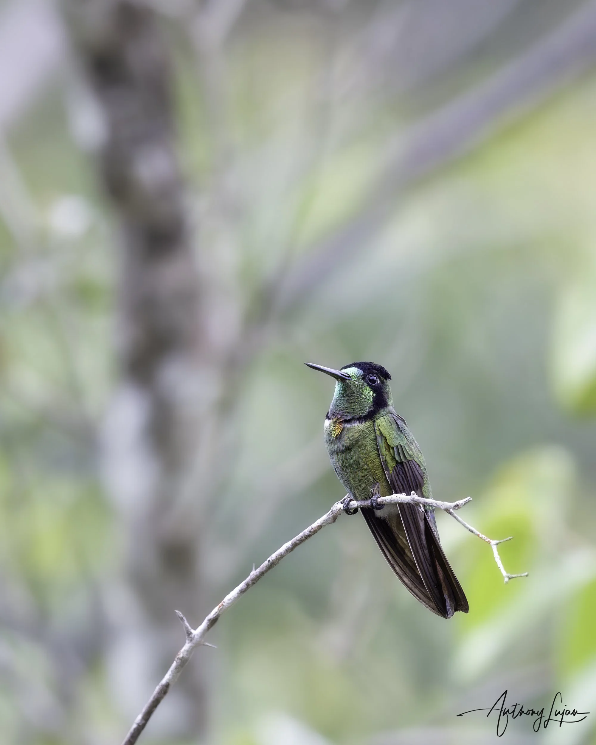 DSC4542 Hooded Visorbearer x1800.jpg