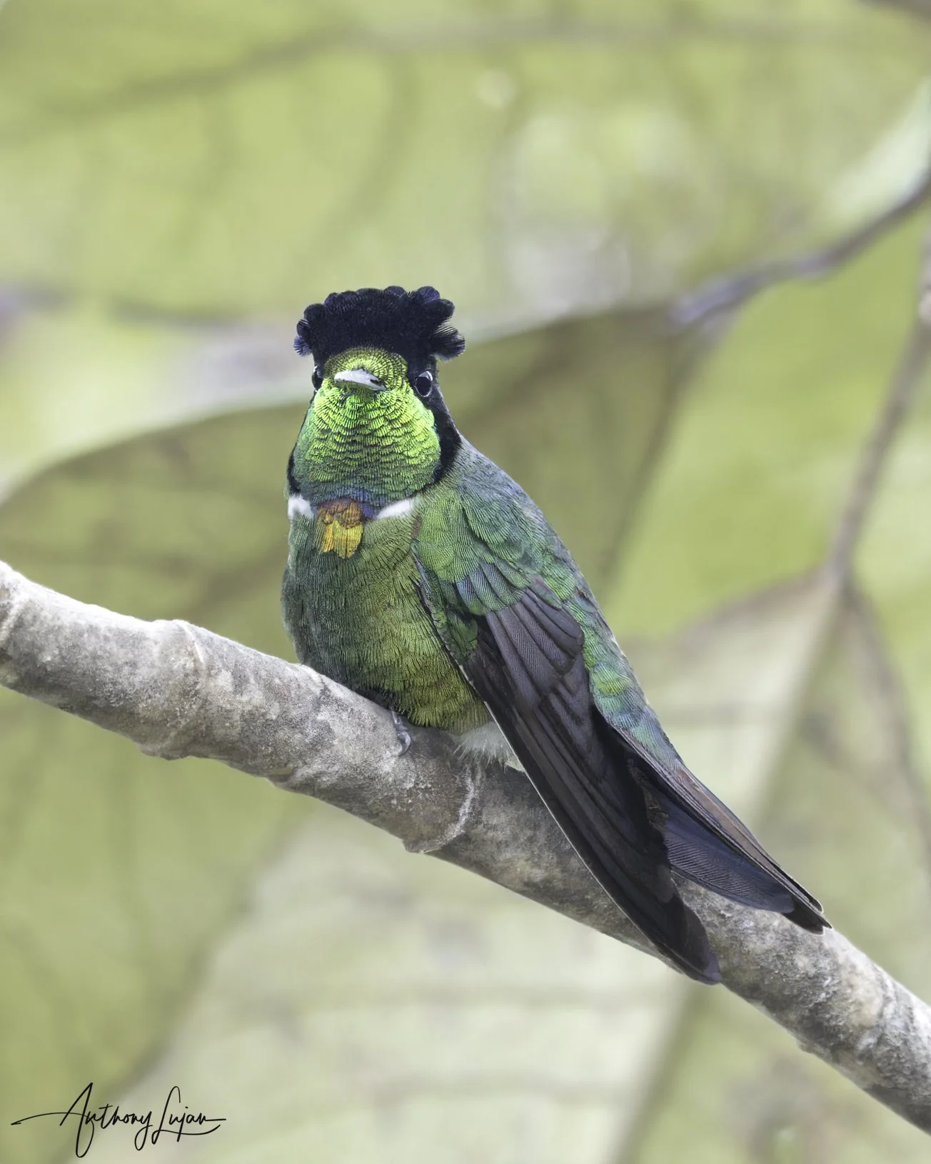 DSC4066 Hooded Visorbearer x1800.jpg