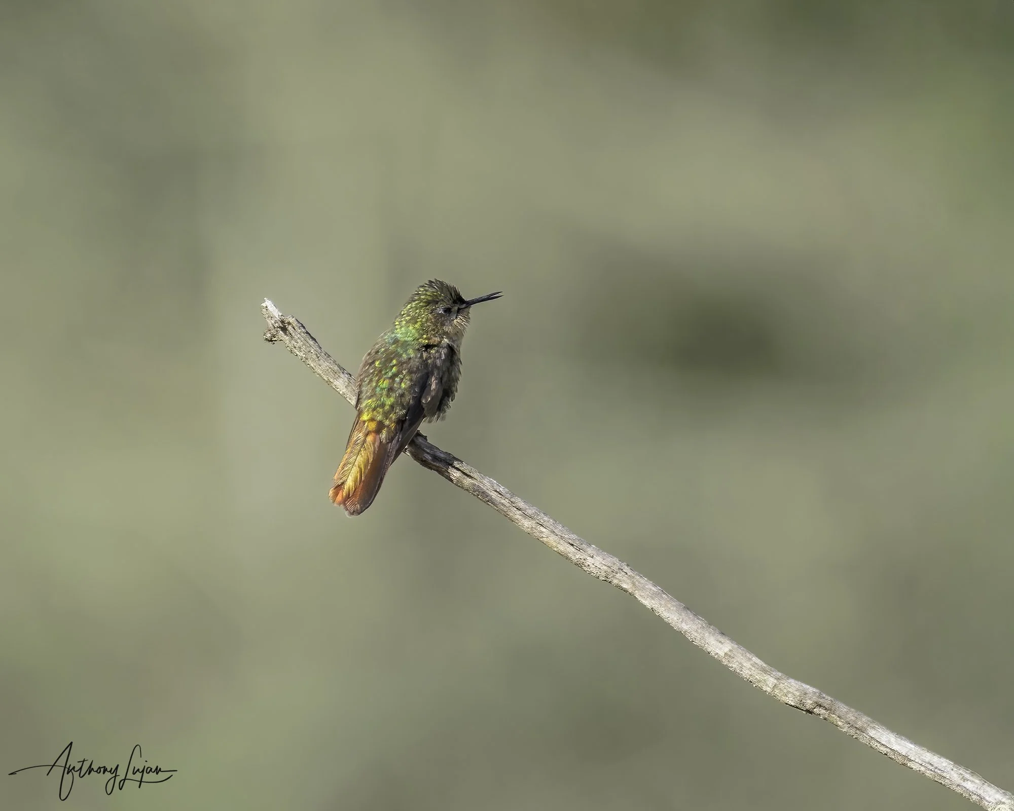 DSC06584 Perijá Metaltail x1800.jpg