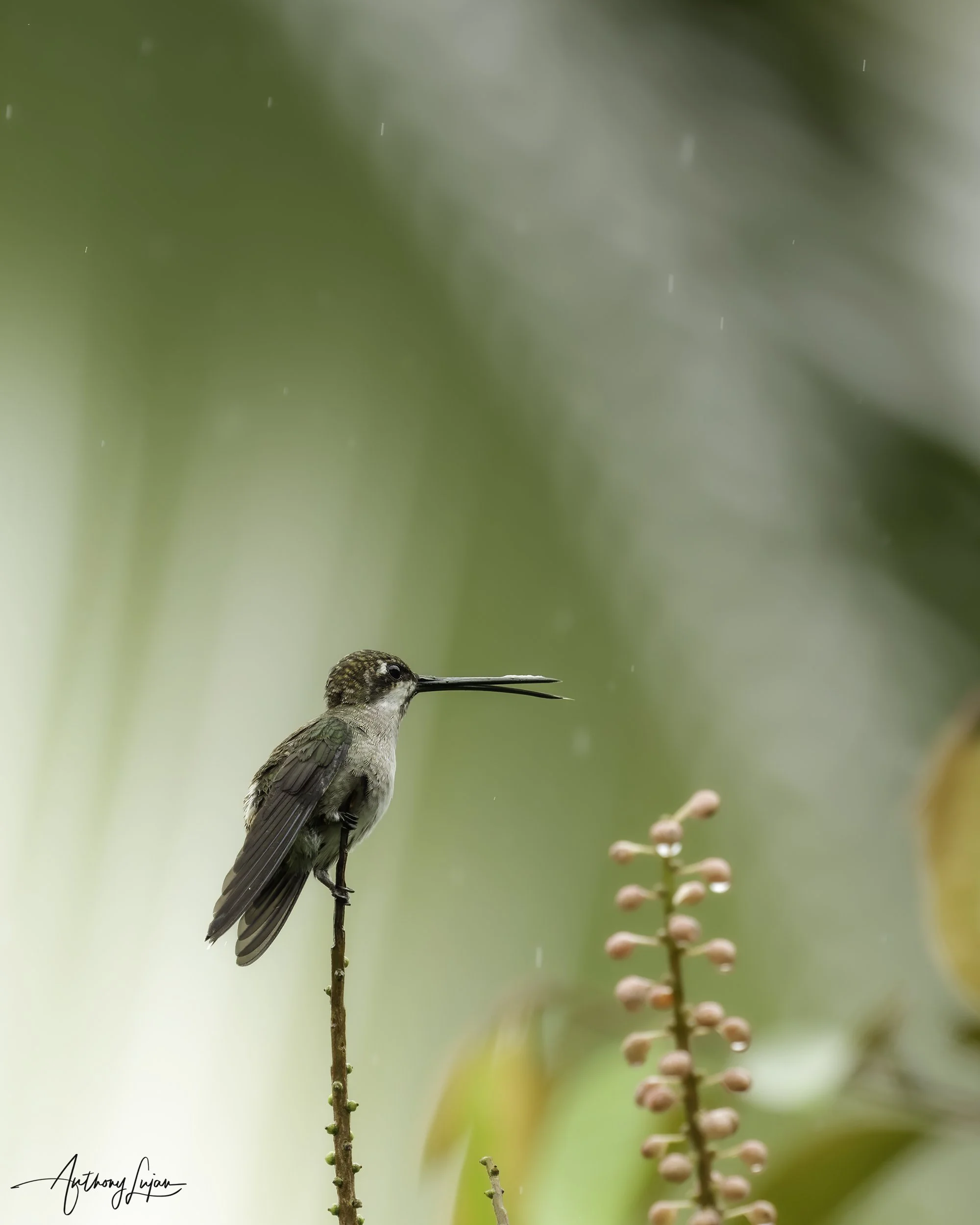DSC05002 Plain-capped Starthroat x1800.jpg