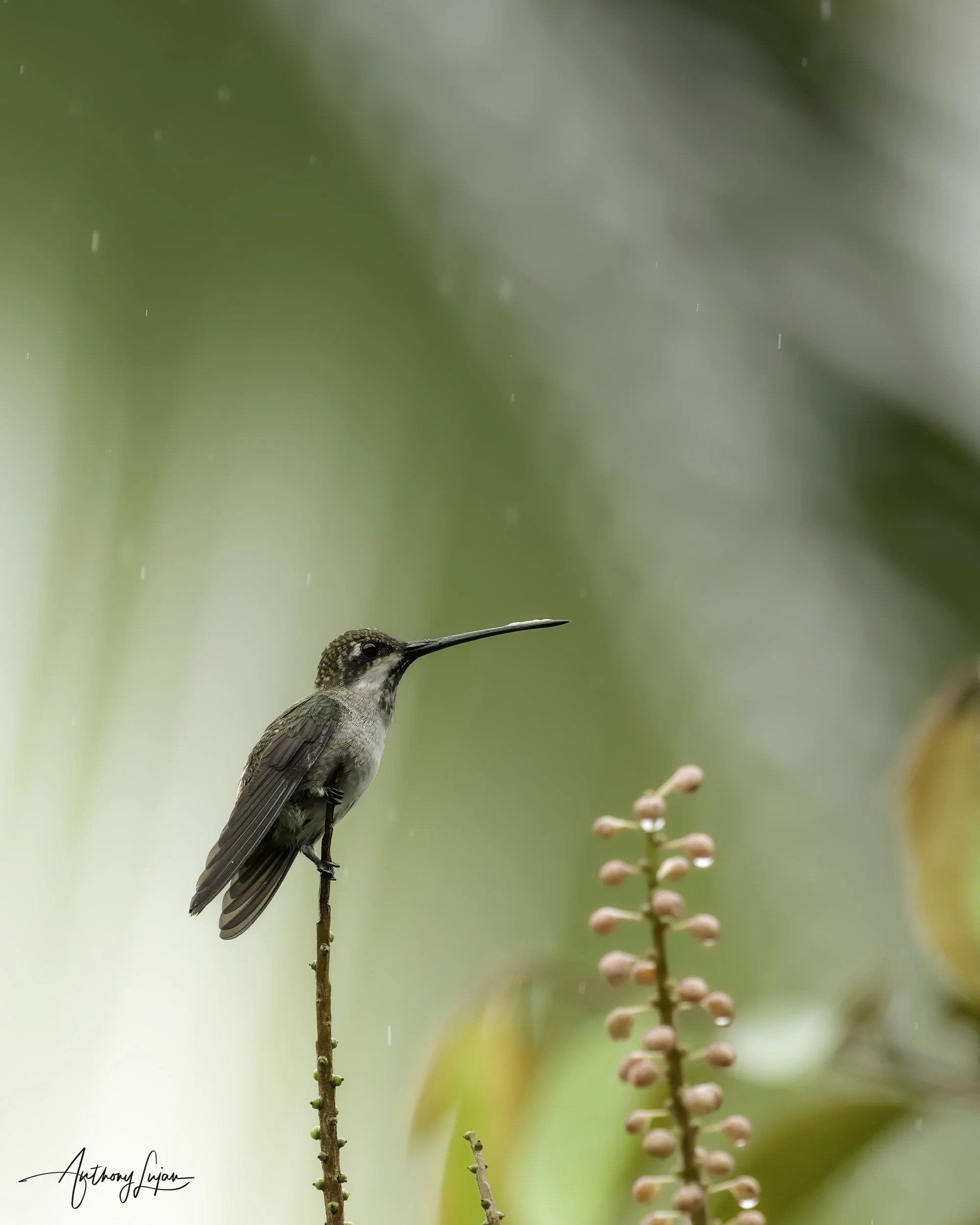 DSC04995 Plain-capped Starthroat x1200.jpg