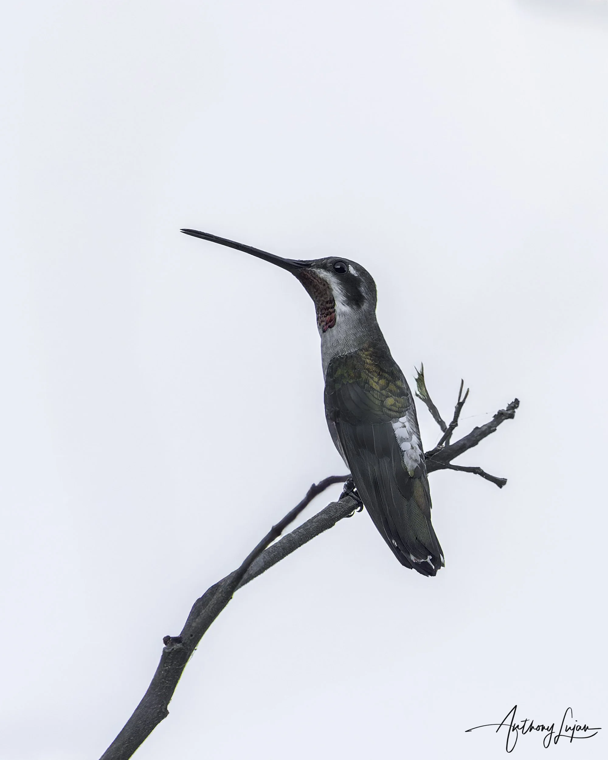 DSC08526 Plain-capped Starthroat x1800.jpg