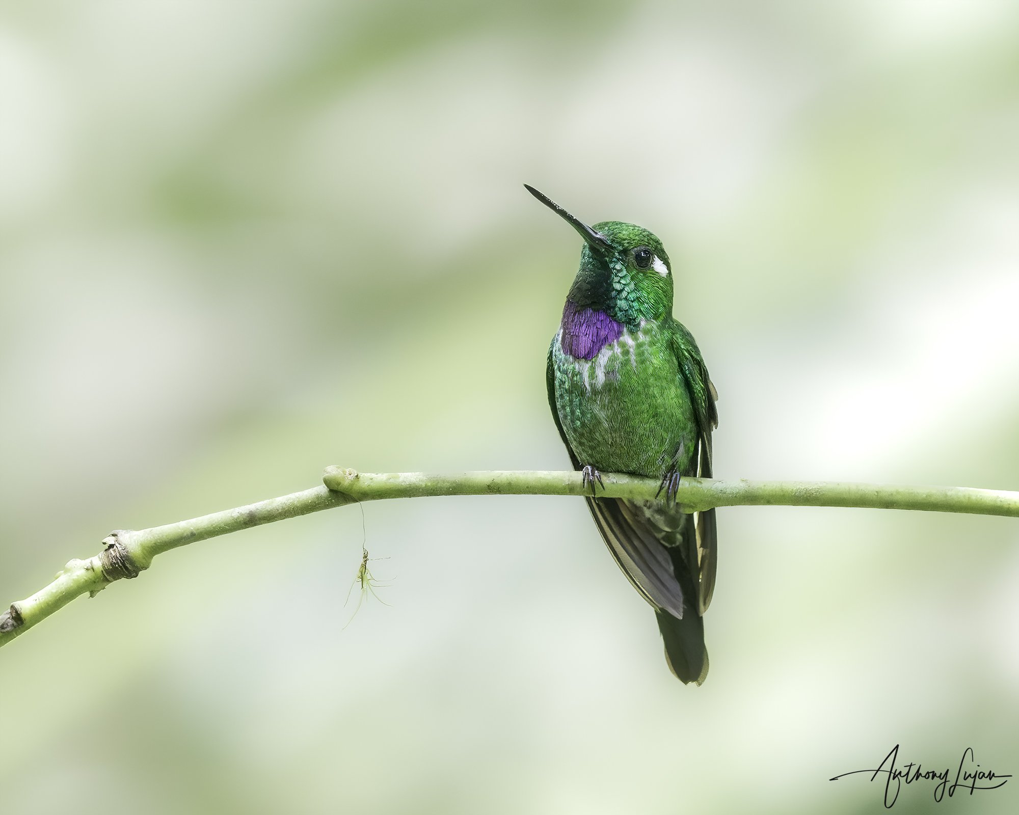 DSC06866 Purple-bibed Whitetip x1800.jpg