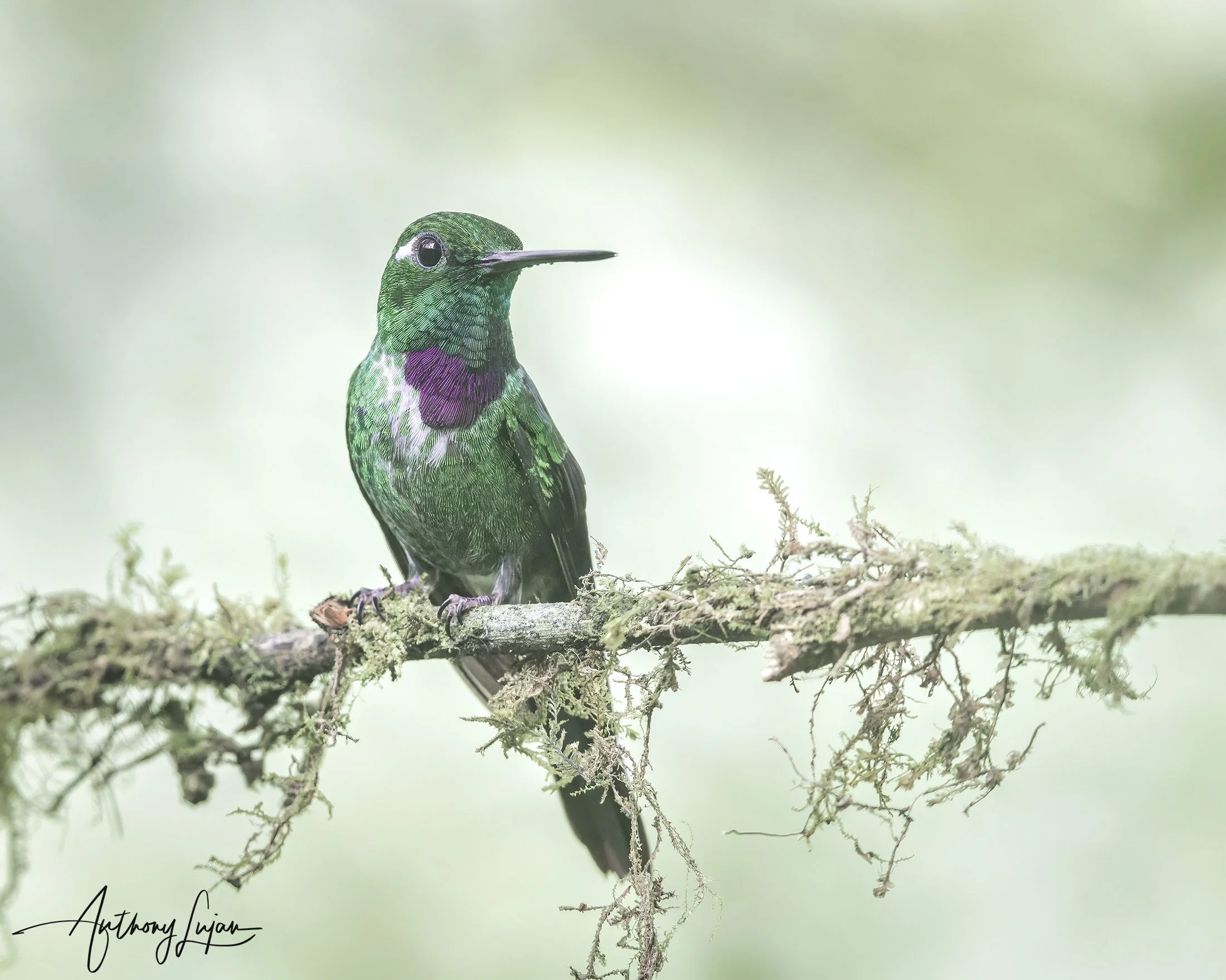 DSC07148 Purple-bibed Whitetip x1800.jpg