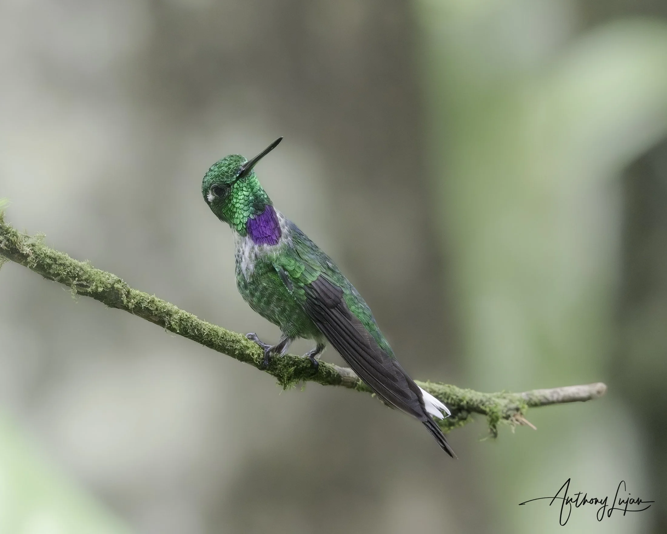 DSC07228 Purple-bibbed Whitetip x1800.jpg