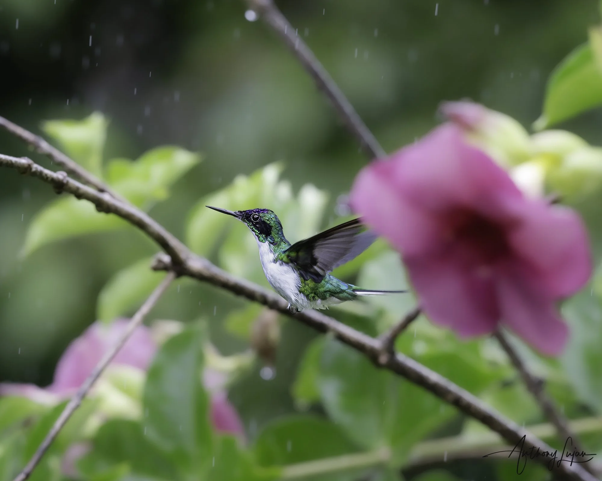 DSC04897 Purple-crowned Fairy x1800.jpg