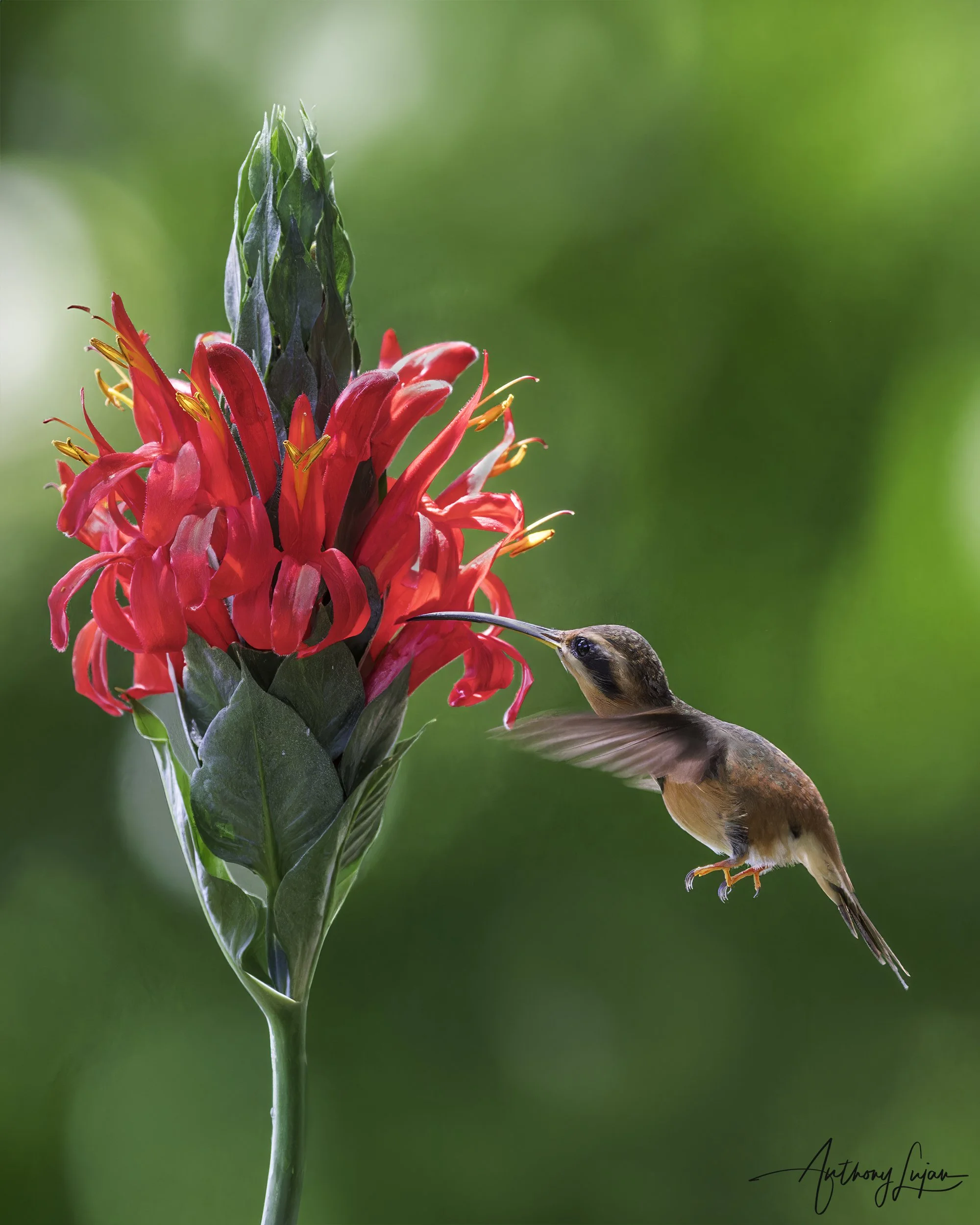 DSC4301 Reddish Hermit x1800.jpg