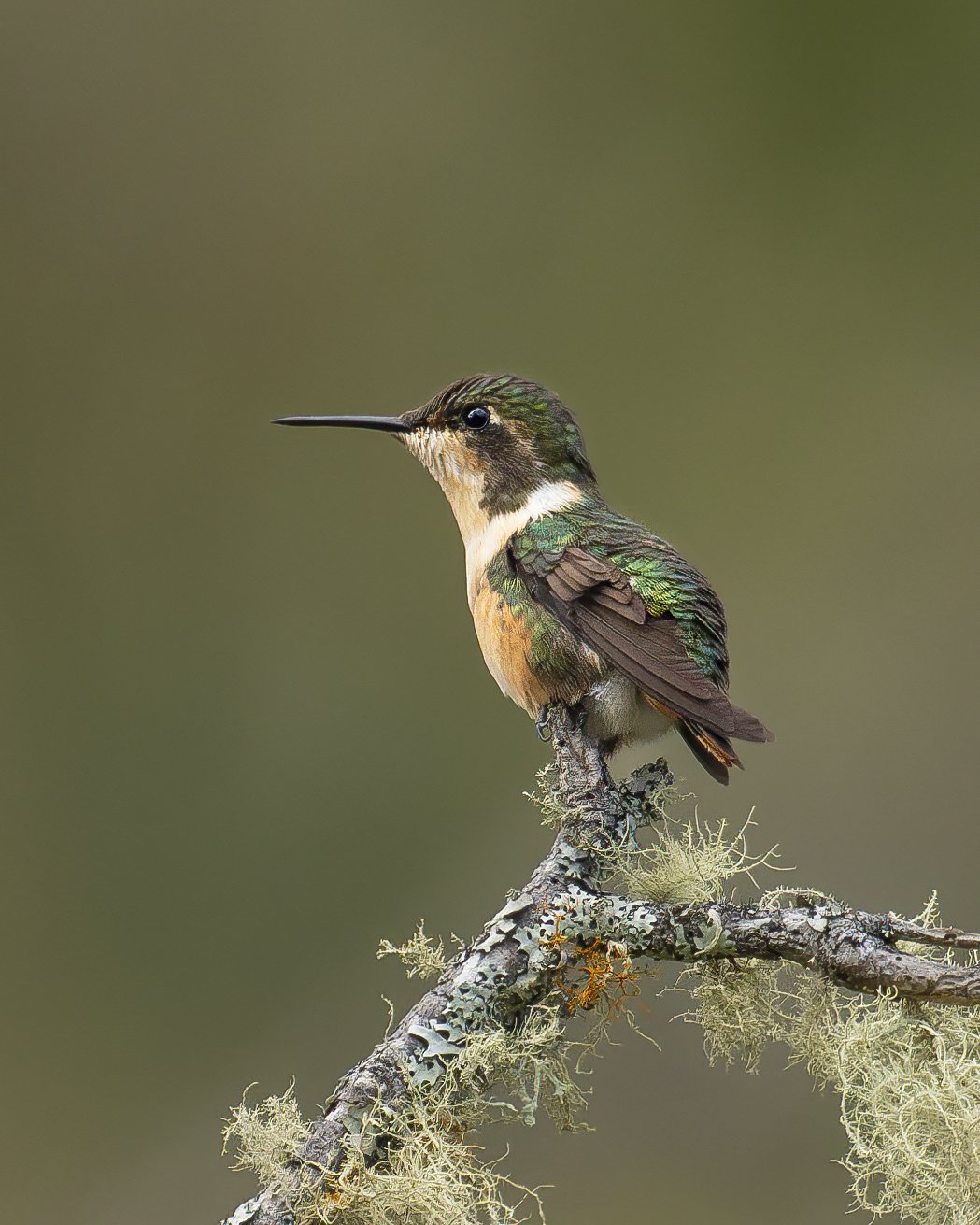 DSC06710 Rufous-shafted Woodstar female.jpg