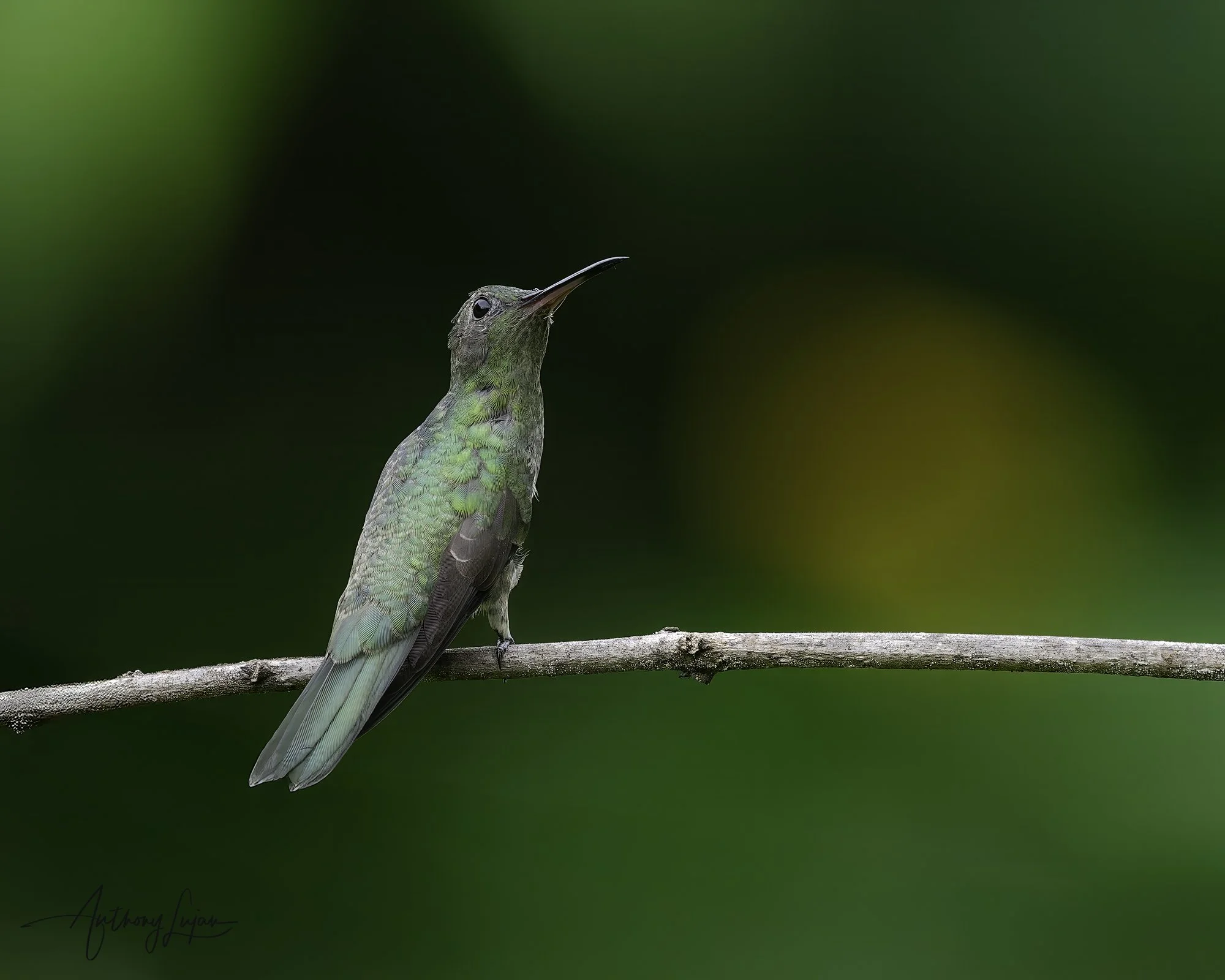 DSC04758 Scaly-breasted Hummingbird x1800.jpg