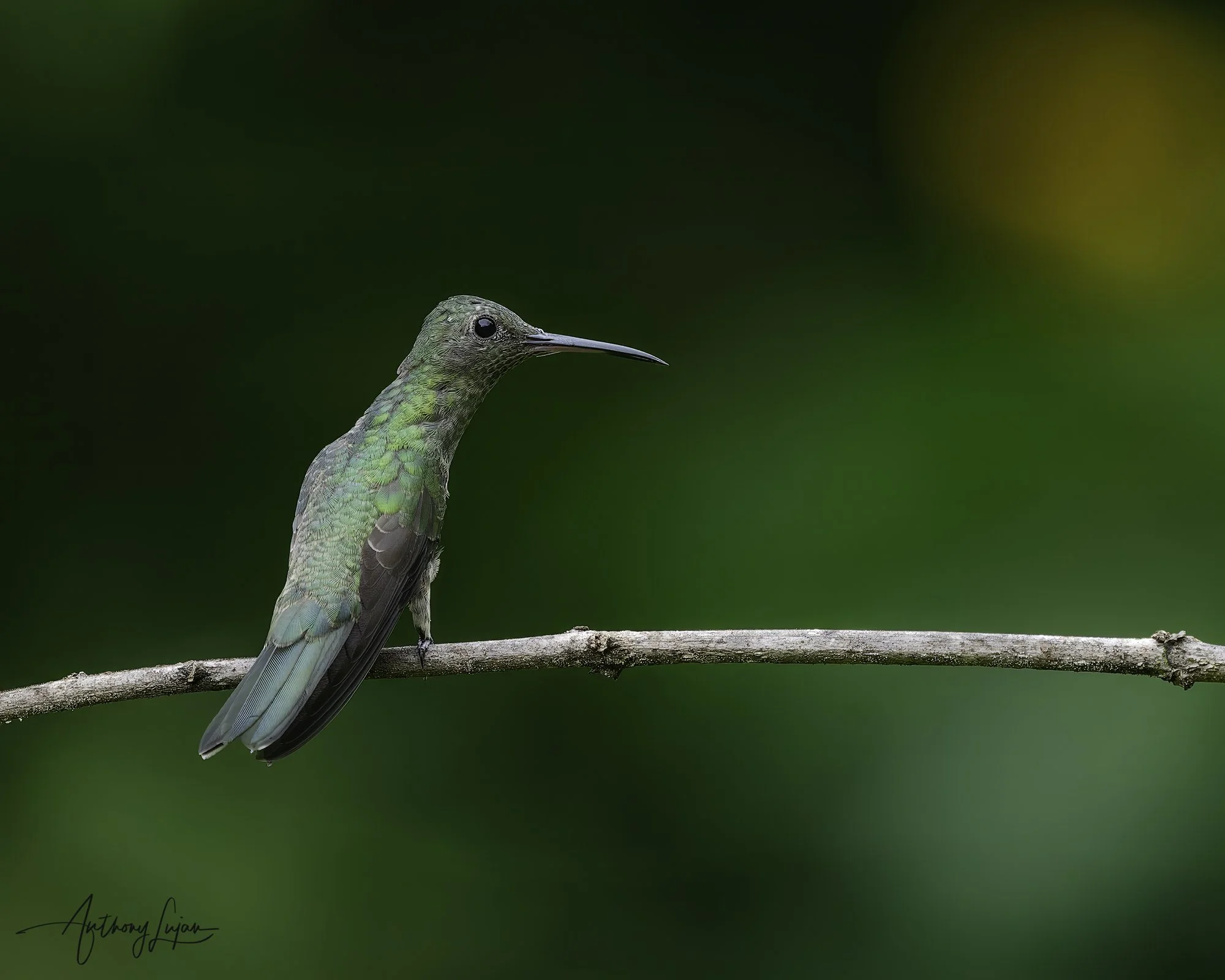 DSC04728 Scaly-breasted Hummingbird x1800.jpg