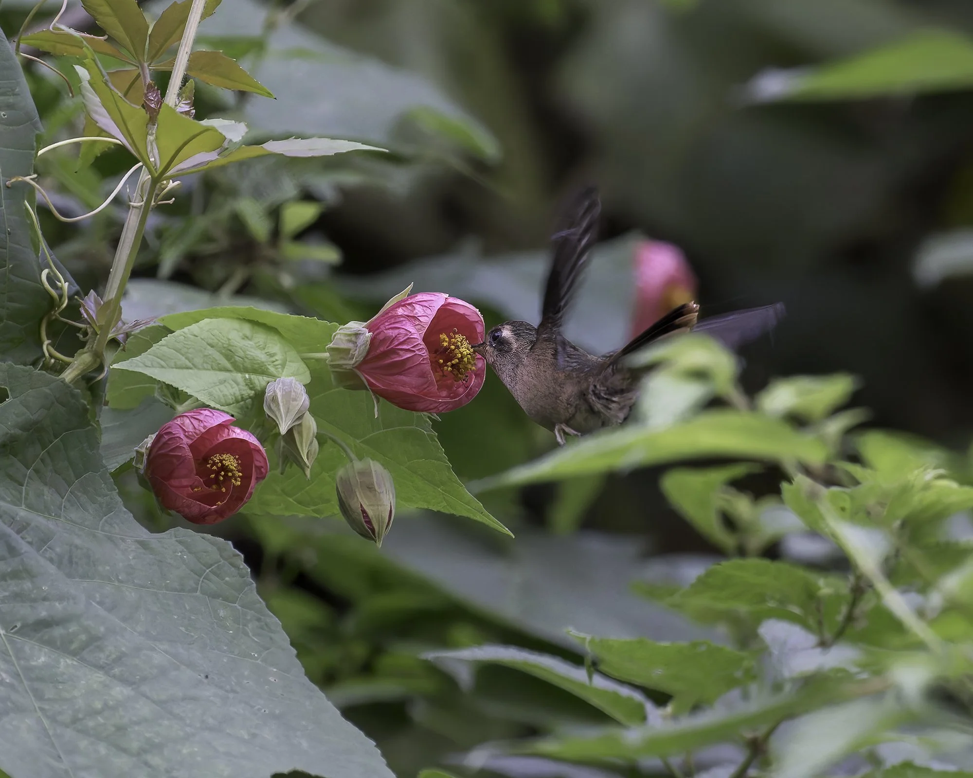 DSC05477 Speckled Hummingbird x1800.jpg