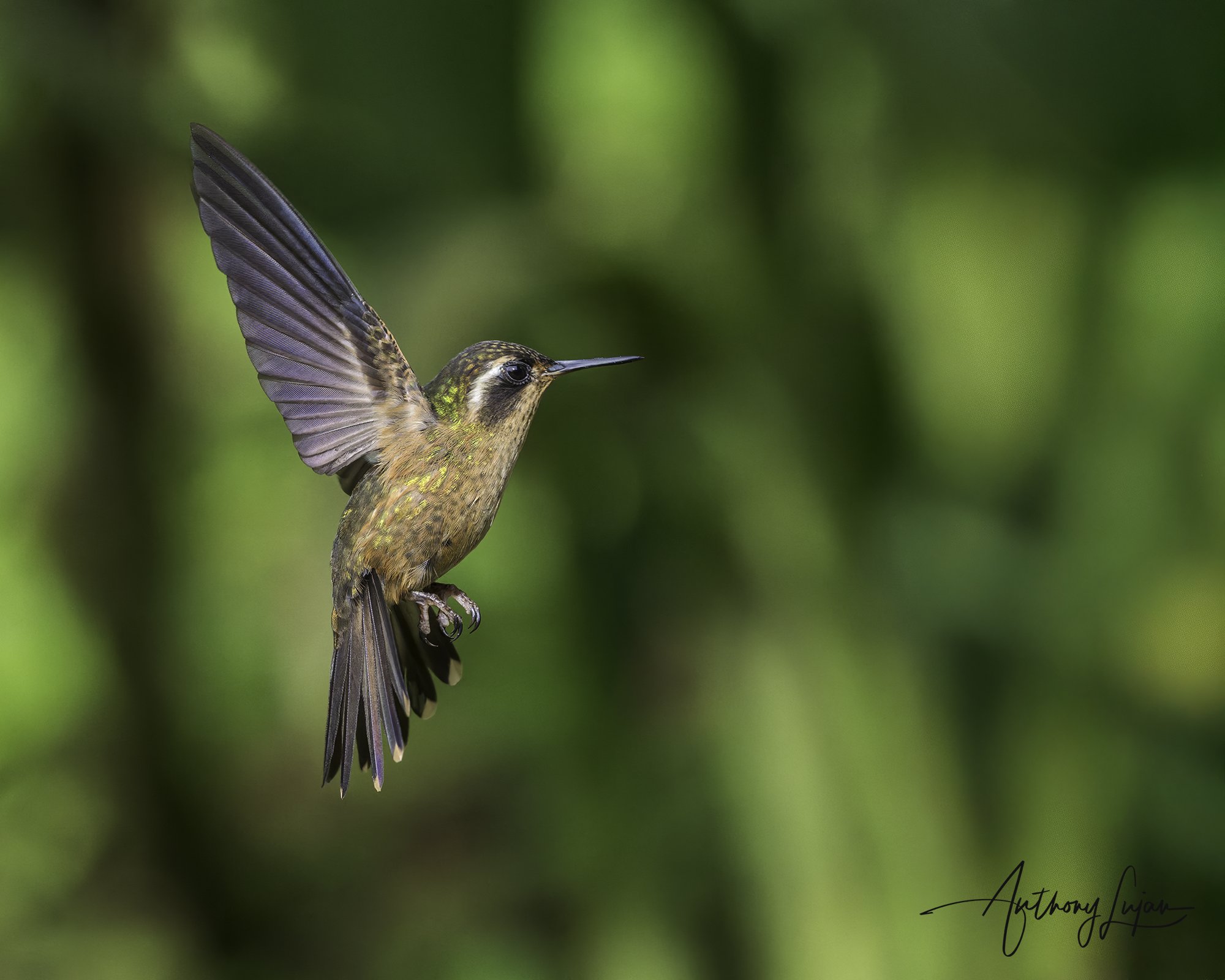 DSC07752 Speckled Hummingbird x1800.jpg