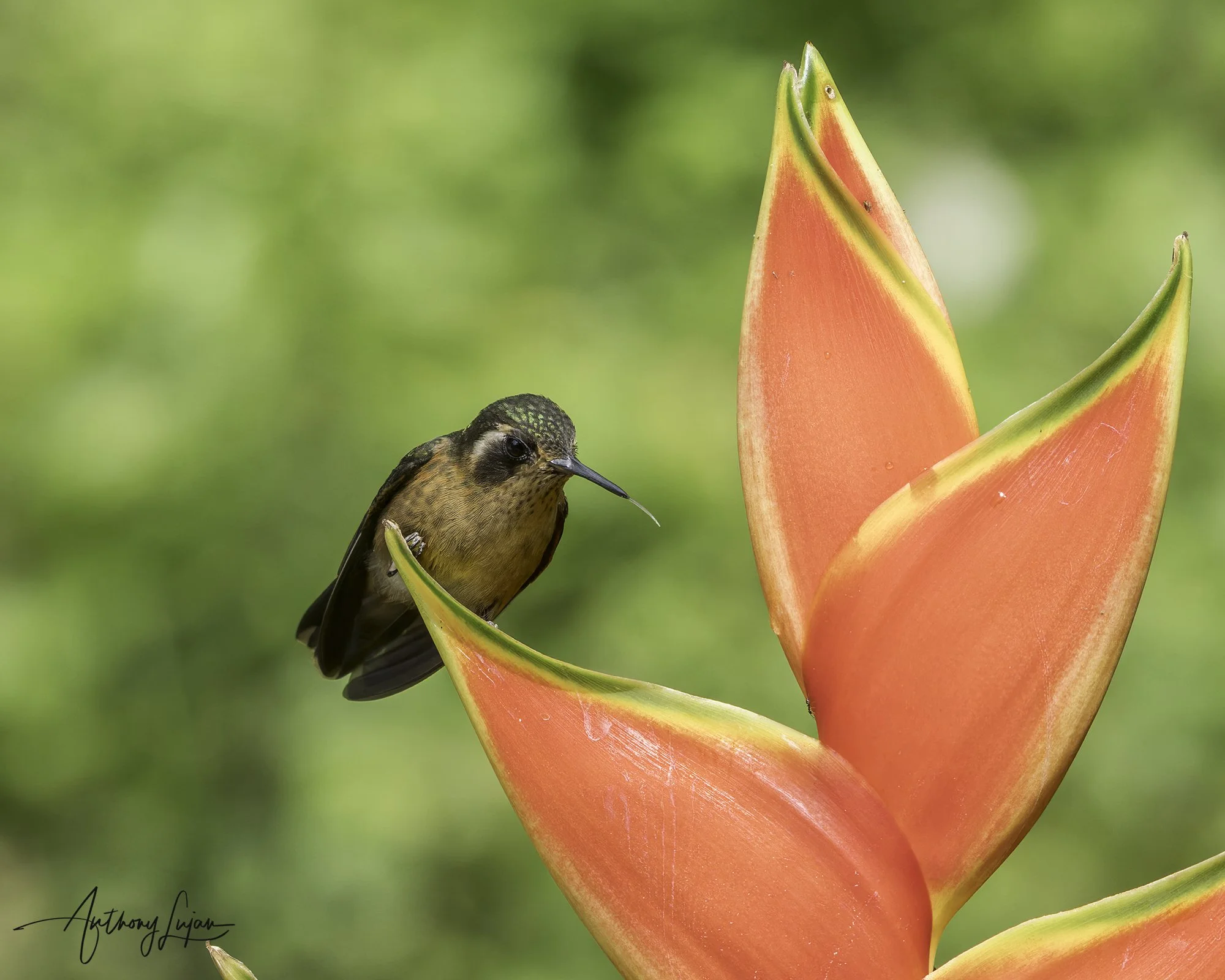 DSC07952 Speckled Hummingbird x1800.jpg