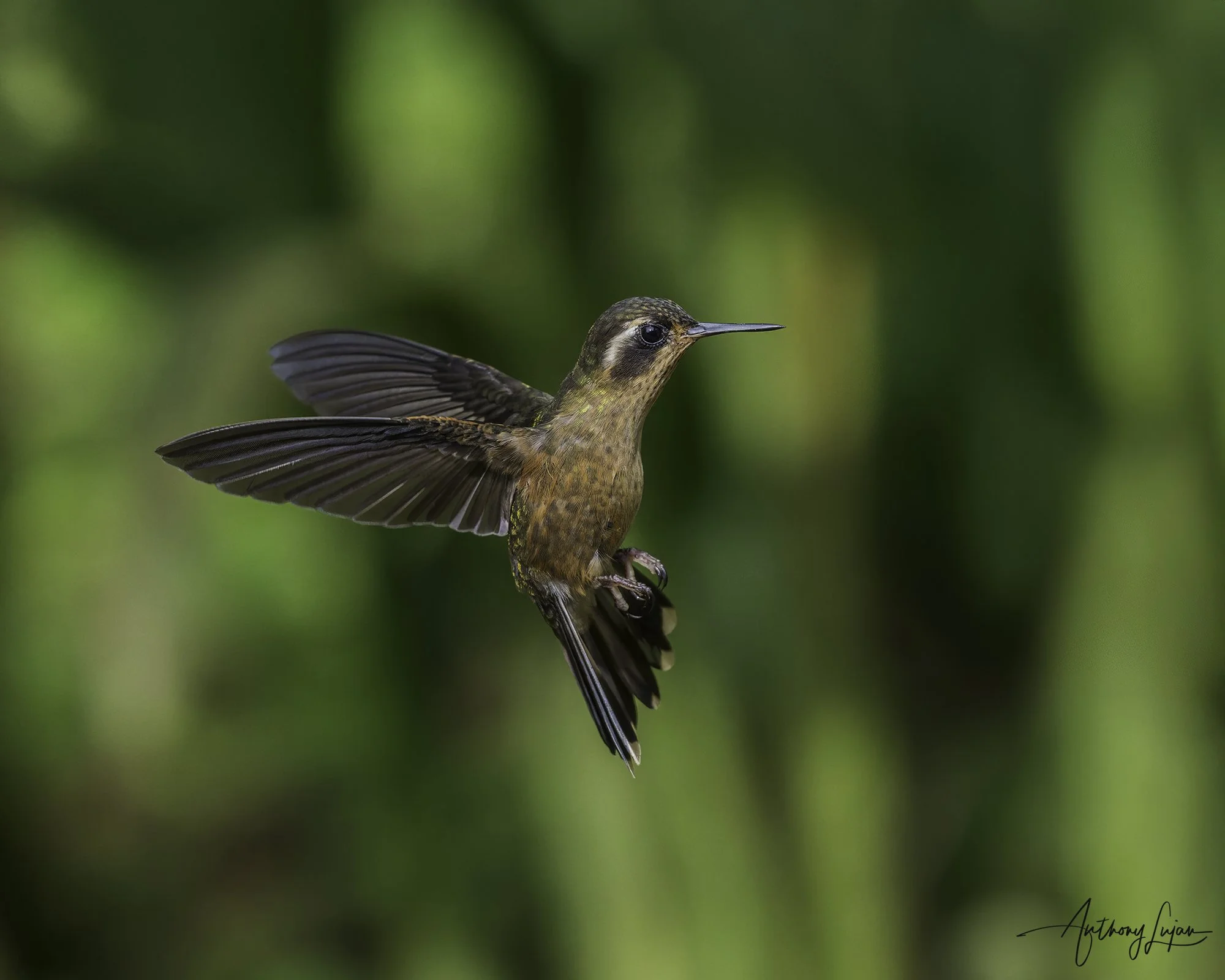 DSC07756 Speckled Hummingbird x1800.jpg