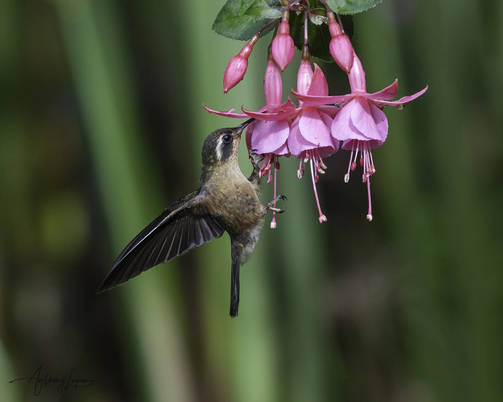DSC07765 Speckled Hummingbird x1800.jpg