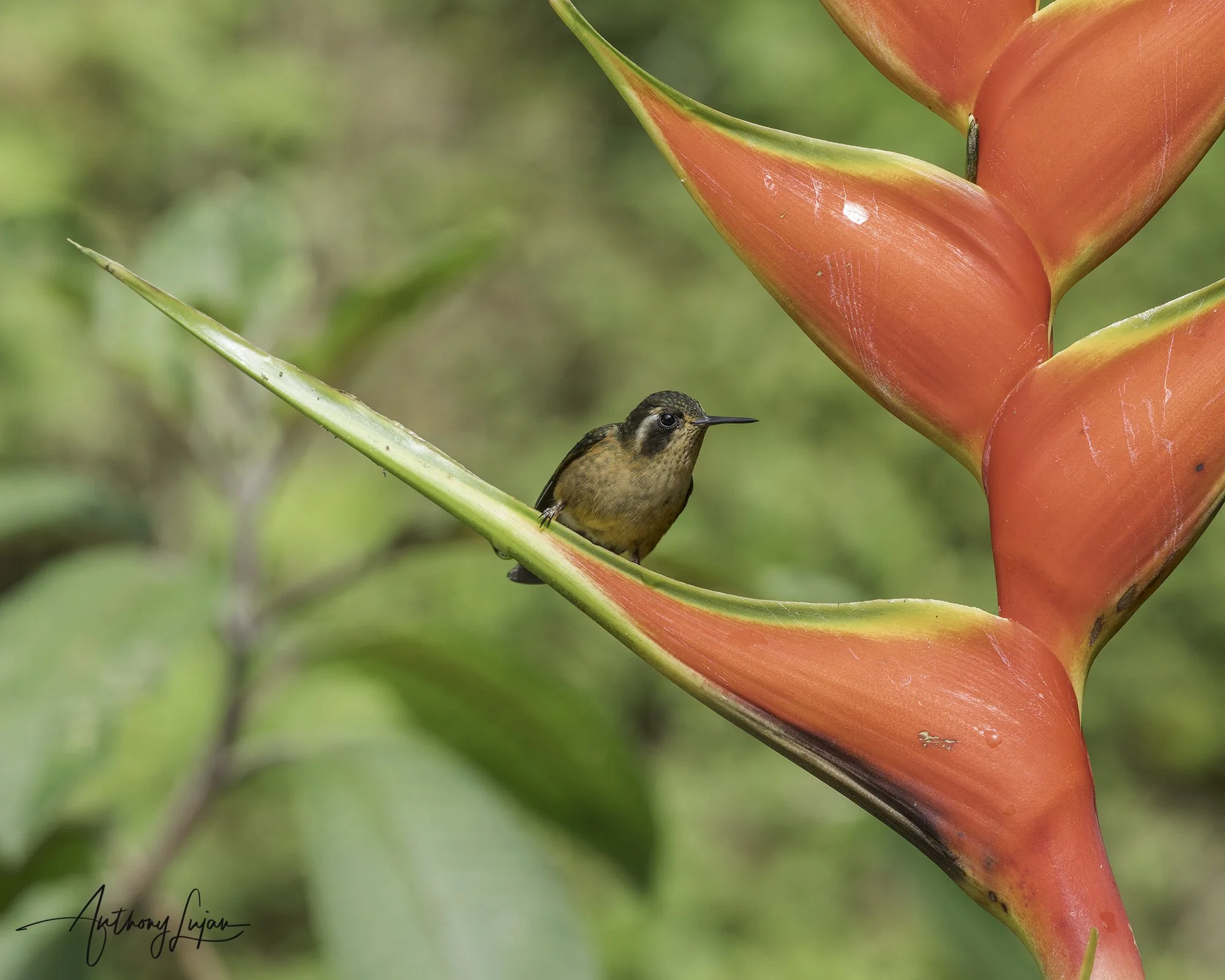 DSC07921 Speckled Hummingbird x1800.jpg