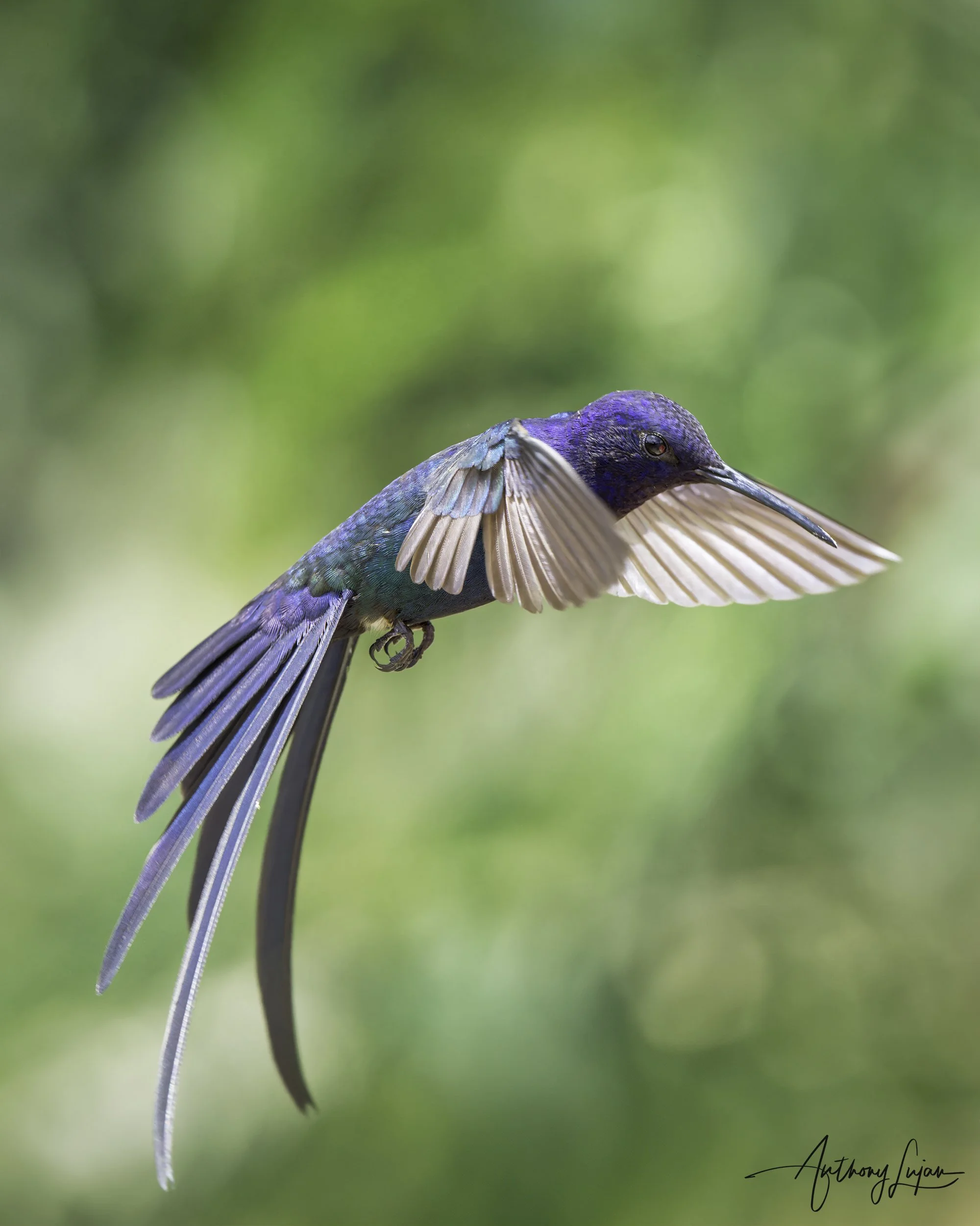 DSC9779 Swallow-tailed Hummingbird x1800.jpg