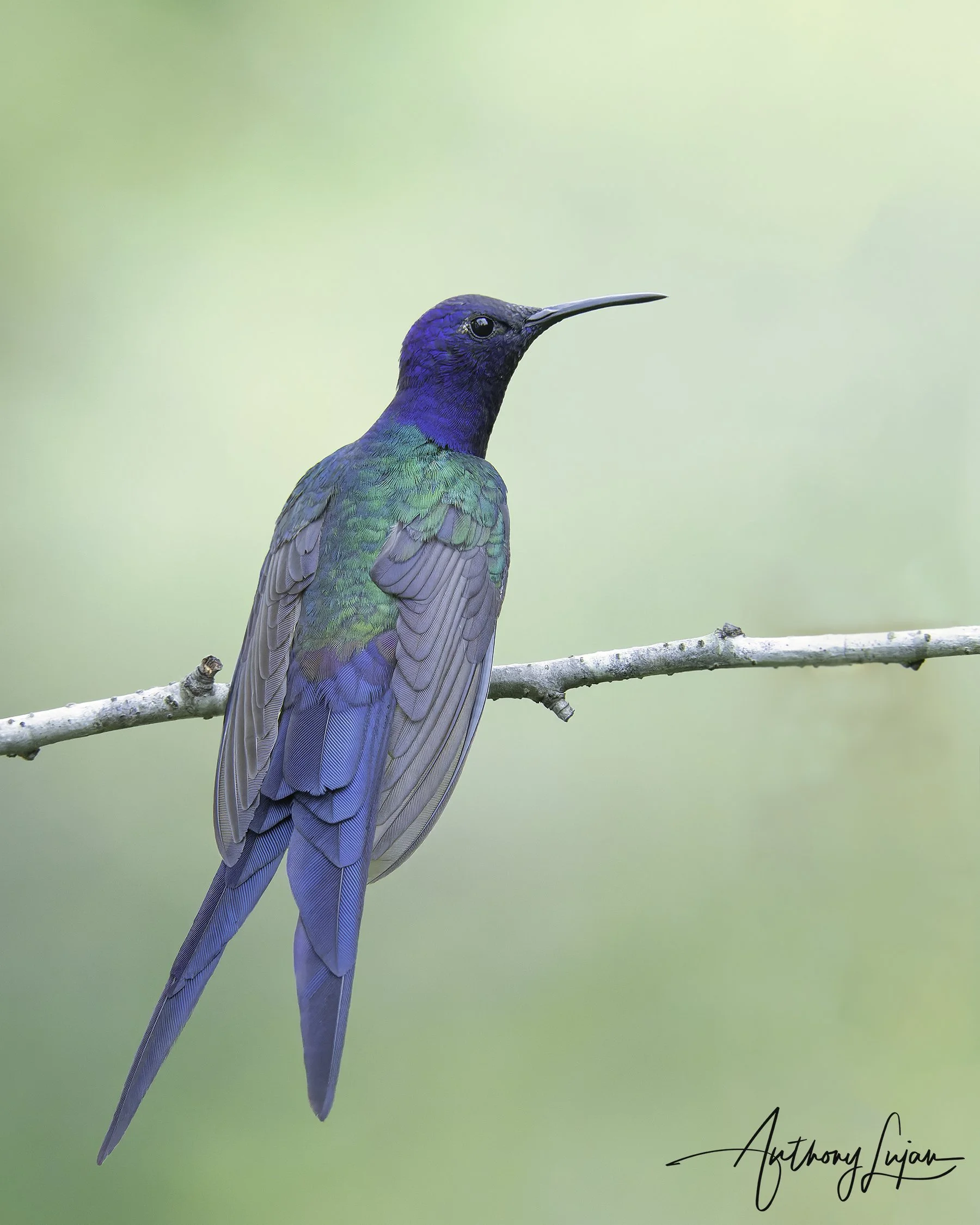 DSC5230 Swallow-tailed Hummingbird x1800.jpg