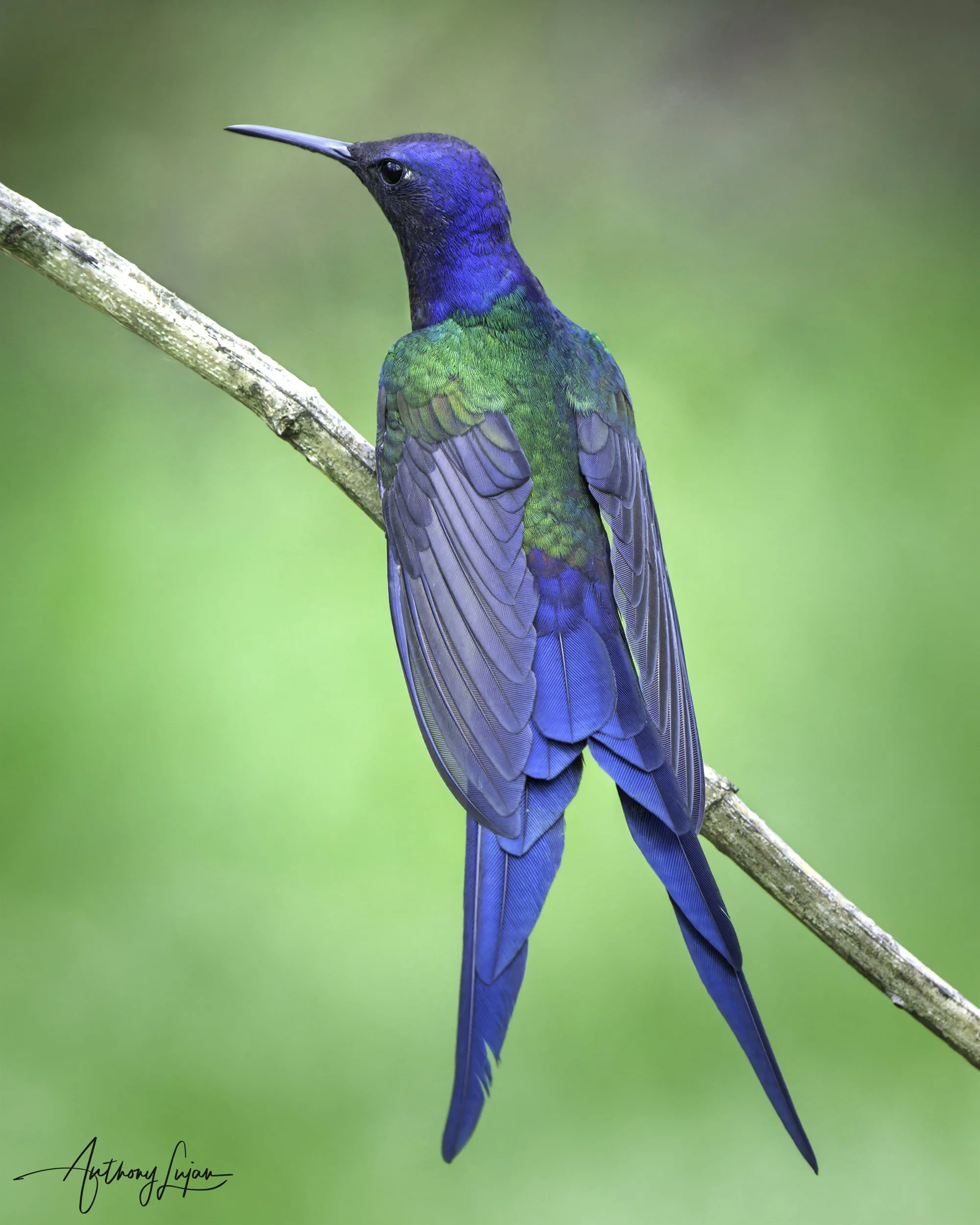 DSC6887 Swallow-tailed Hummingbird x1800.jpg