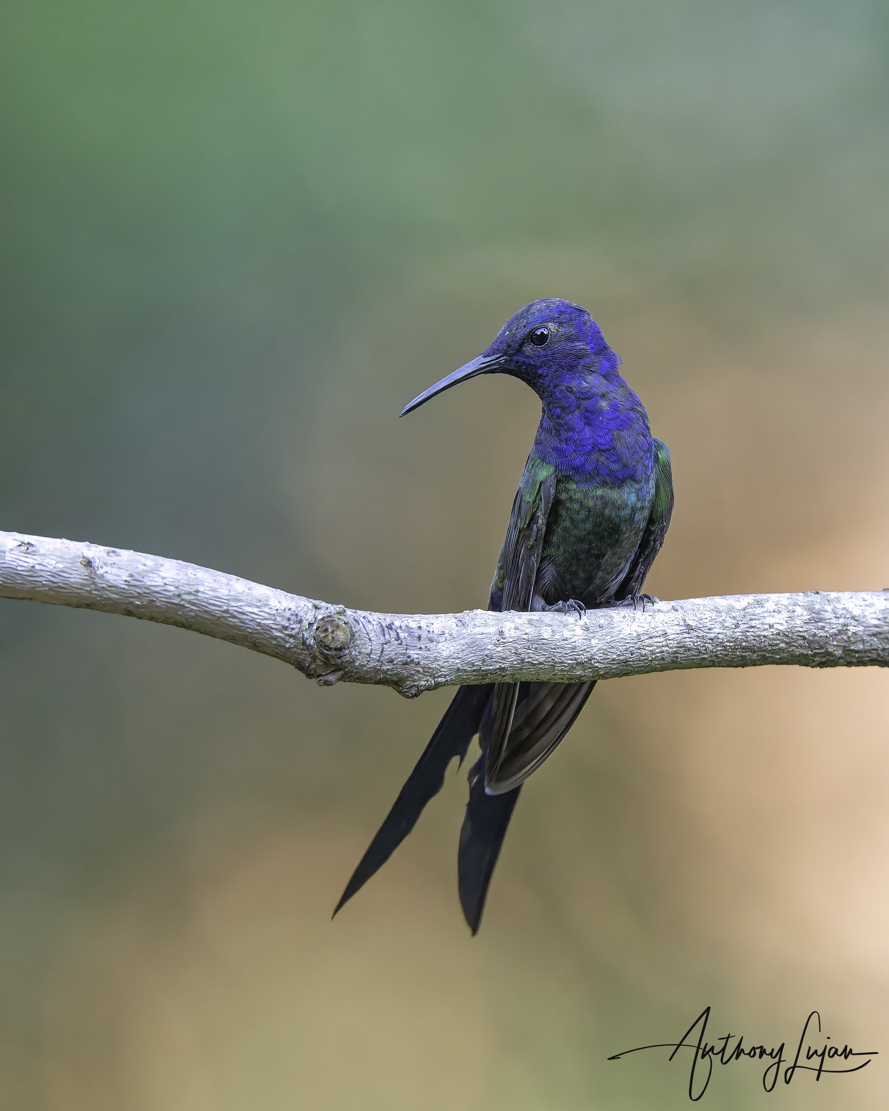 DSC3564 Swallow-tailed Hummingbird x1800.jpg