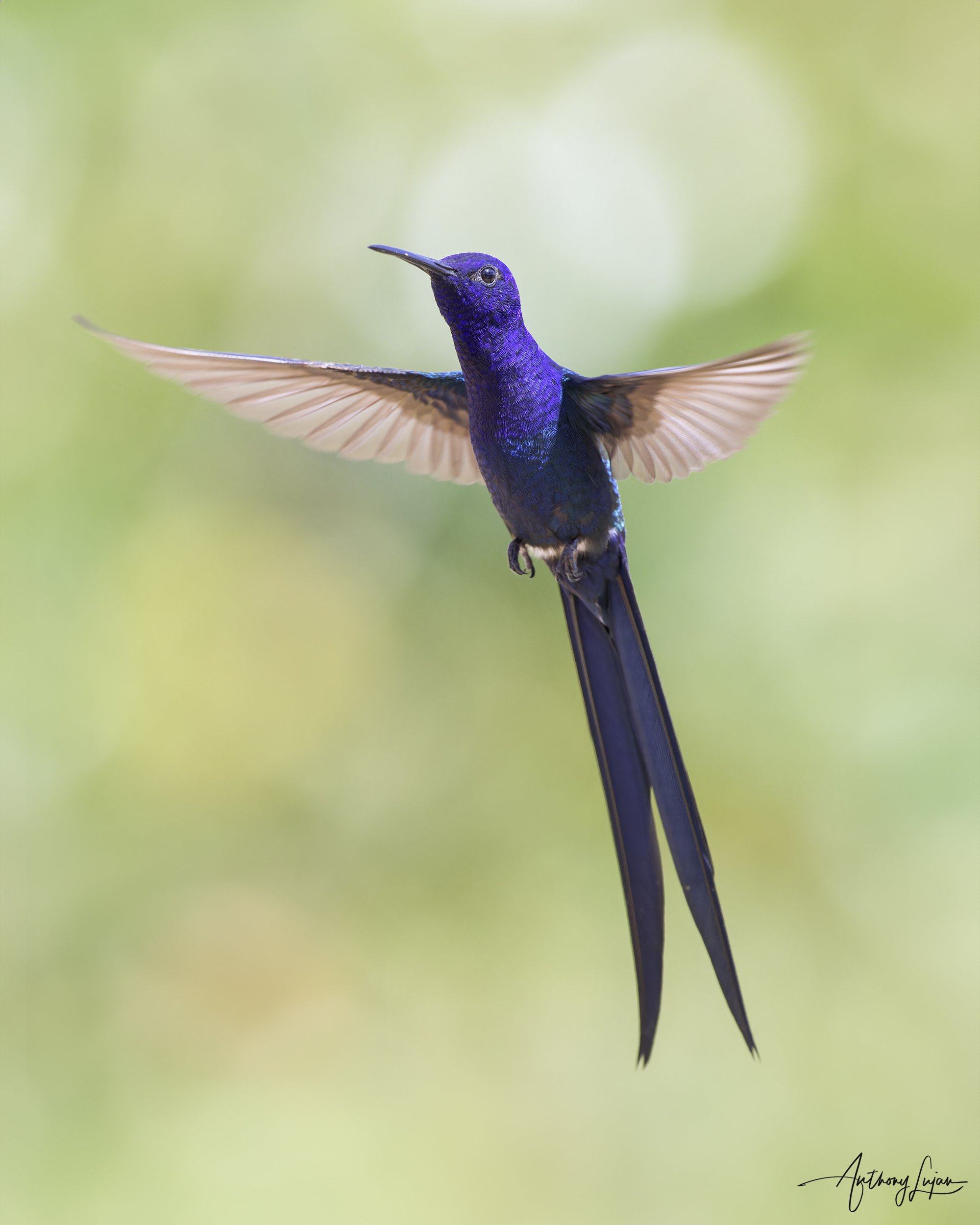 DSC2000 Swallow-tailed Hummingbird x1800.jpg