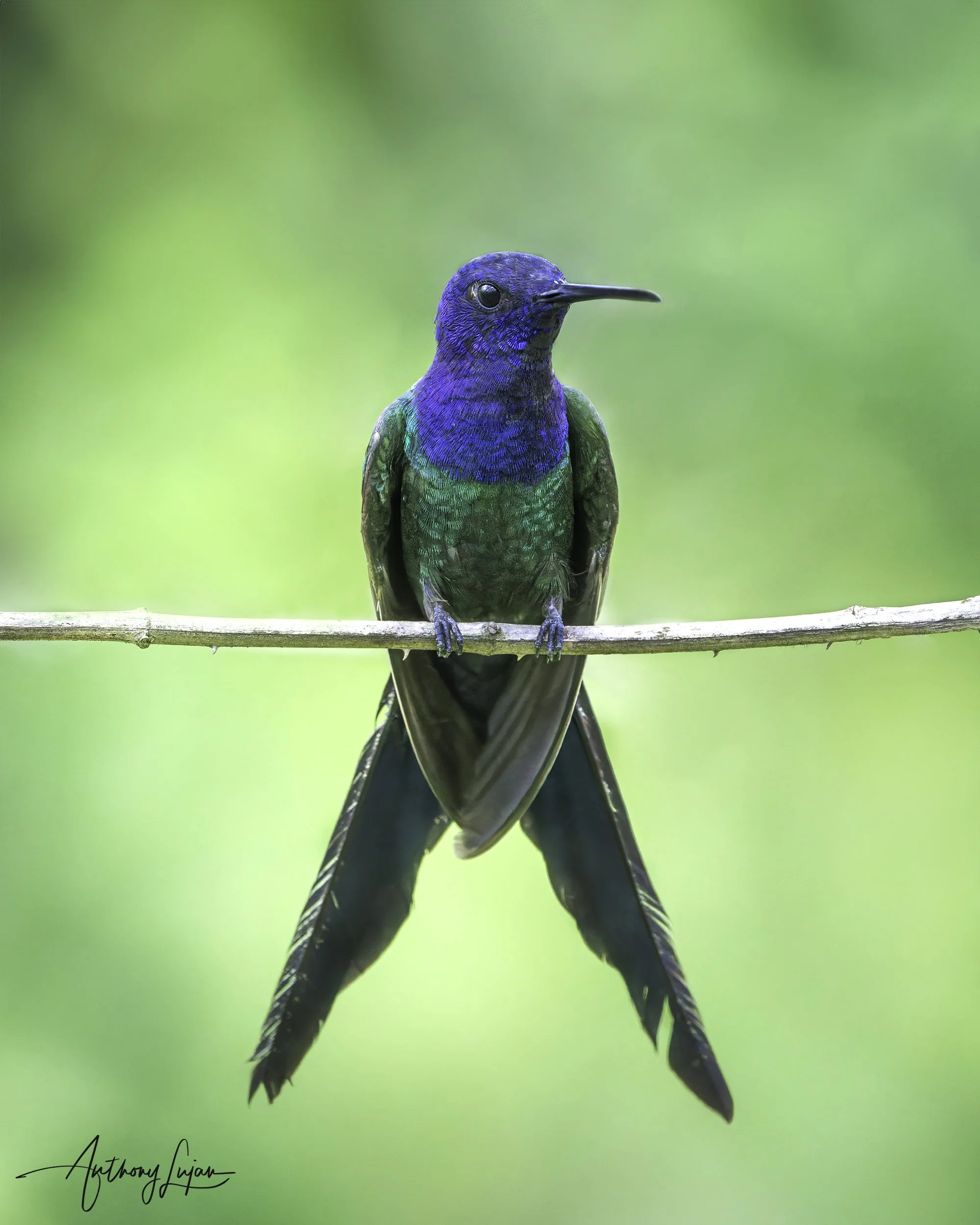 DSC6897 Swallow-tailed Hummingbird x1800.jpg