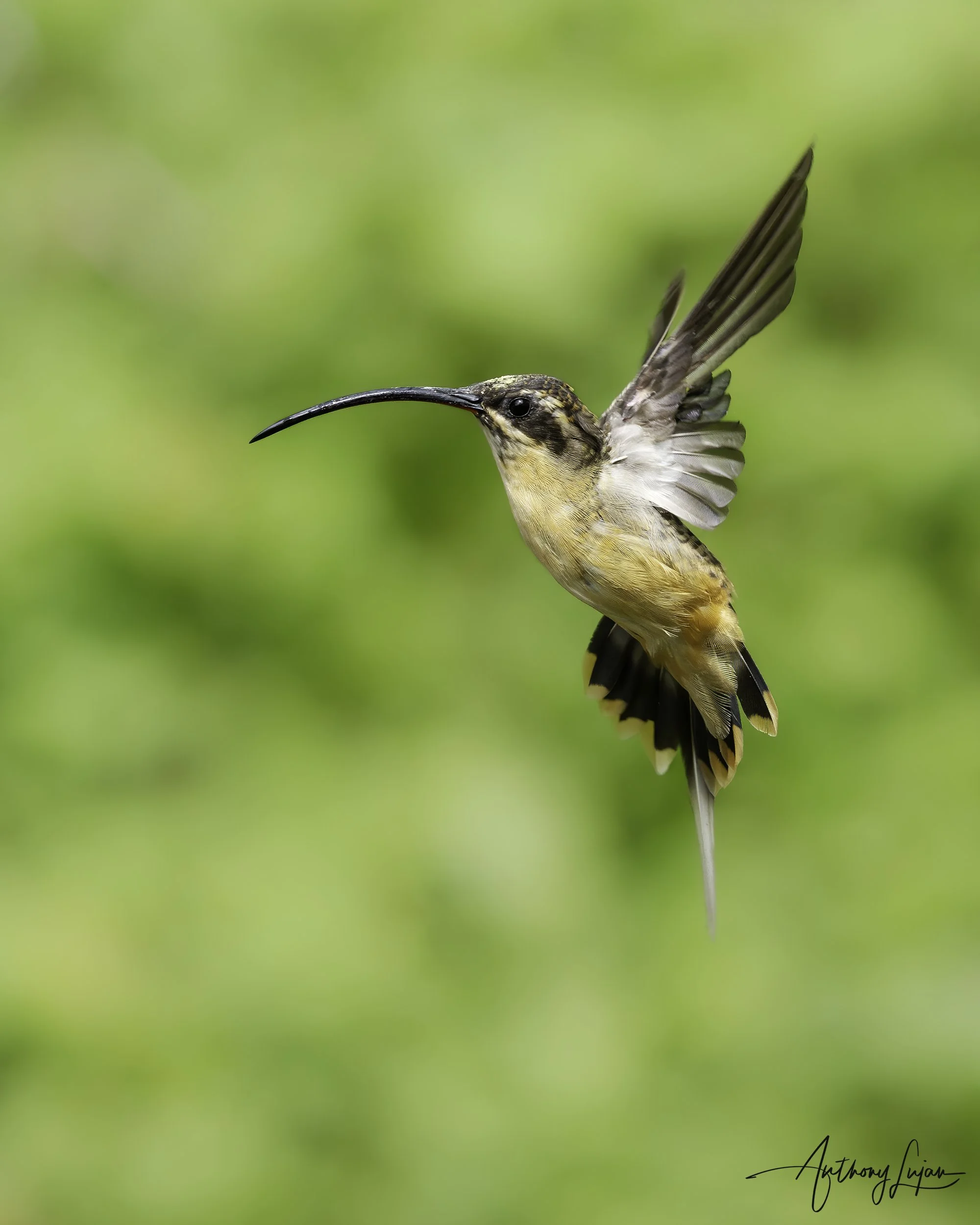 DSC07878 Tawny-bellied Hermit x1800.jpg