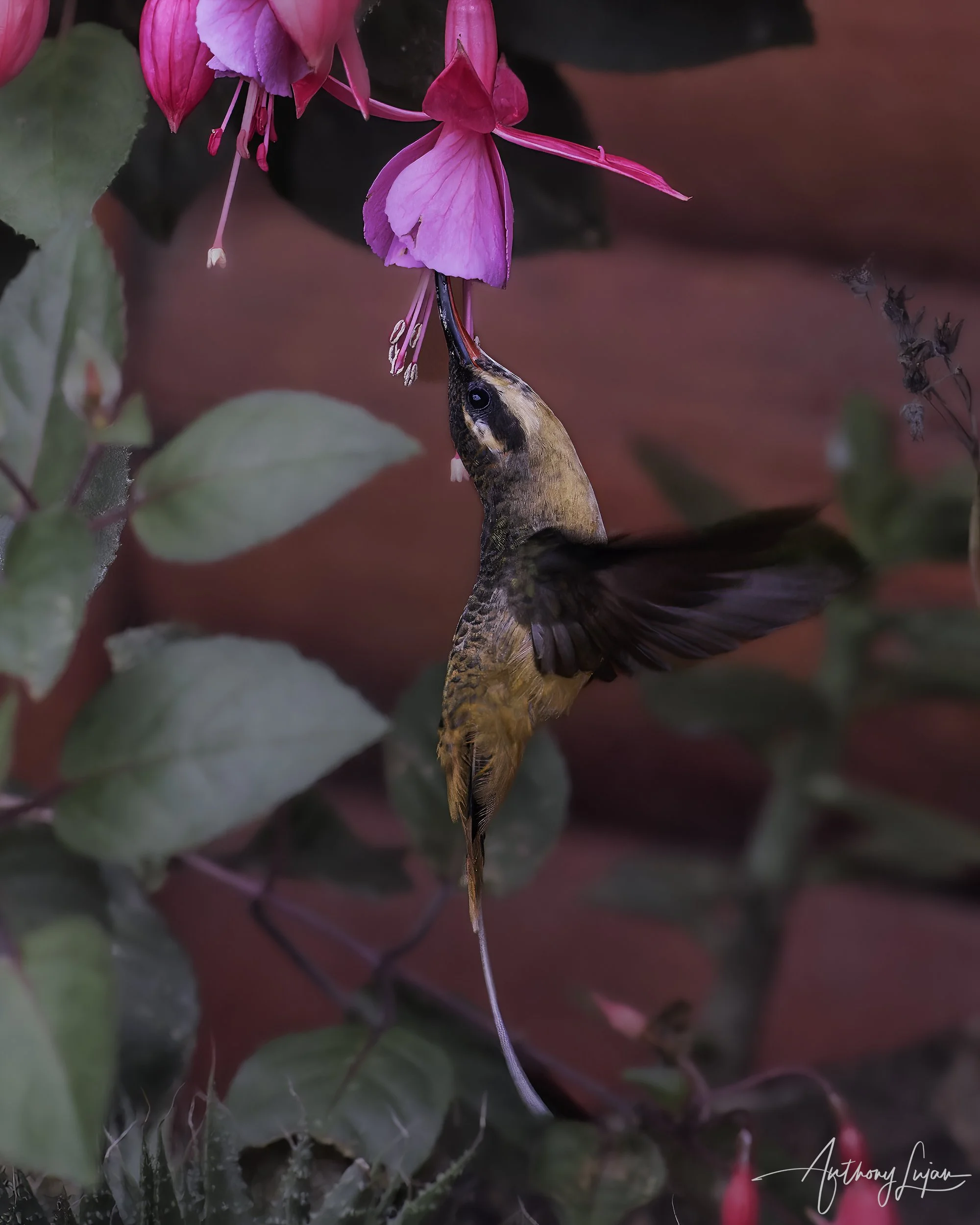 DSC05300 Tawny-bellied Hermit x1800.jpg