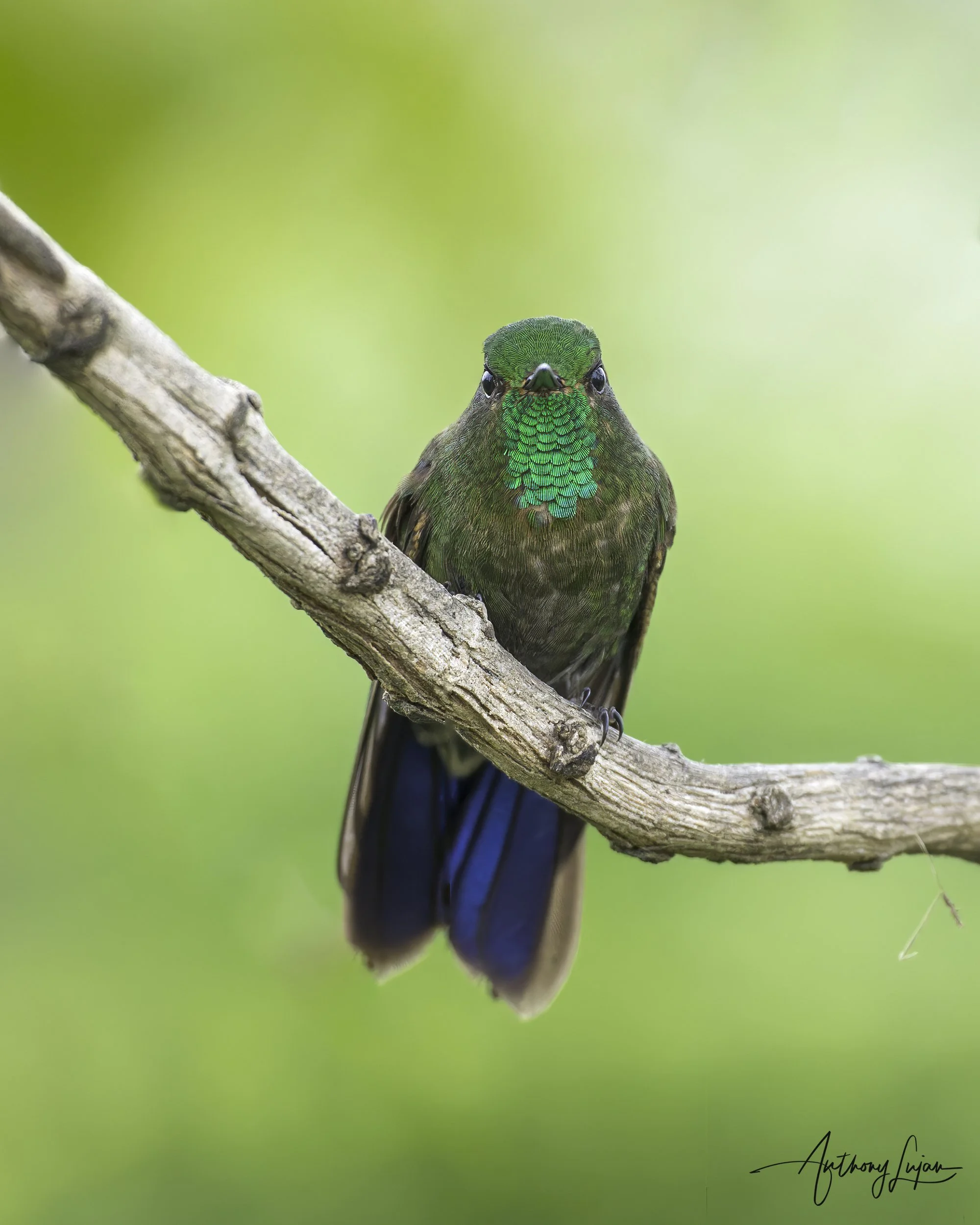 DSC05634 Tyrian Metaltail x1800.jpg