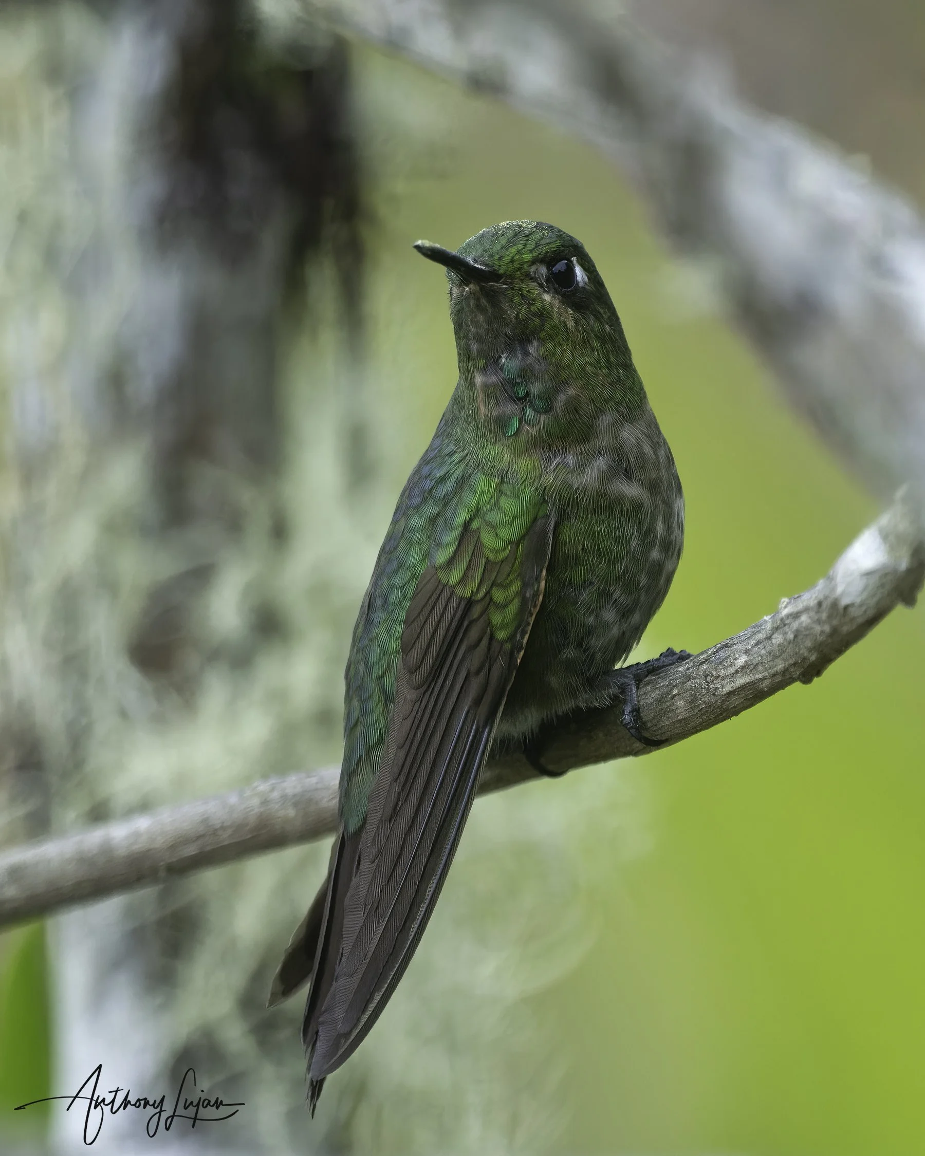 DSC2140 Tyrian metaltail x1800.jpg
