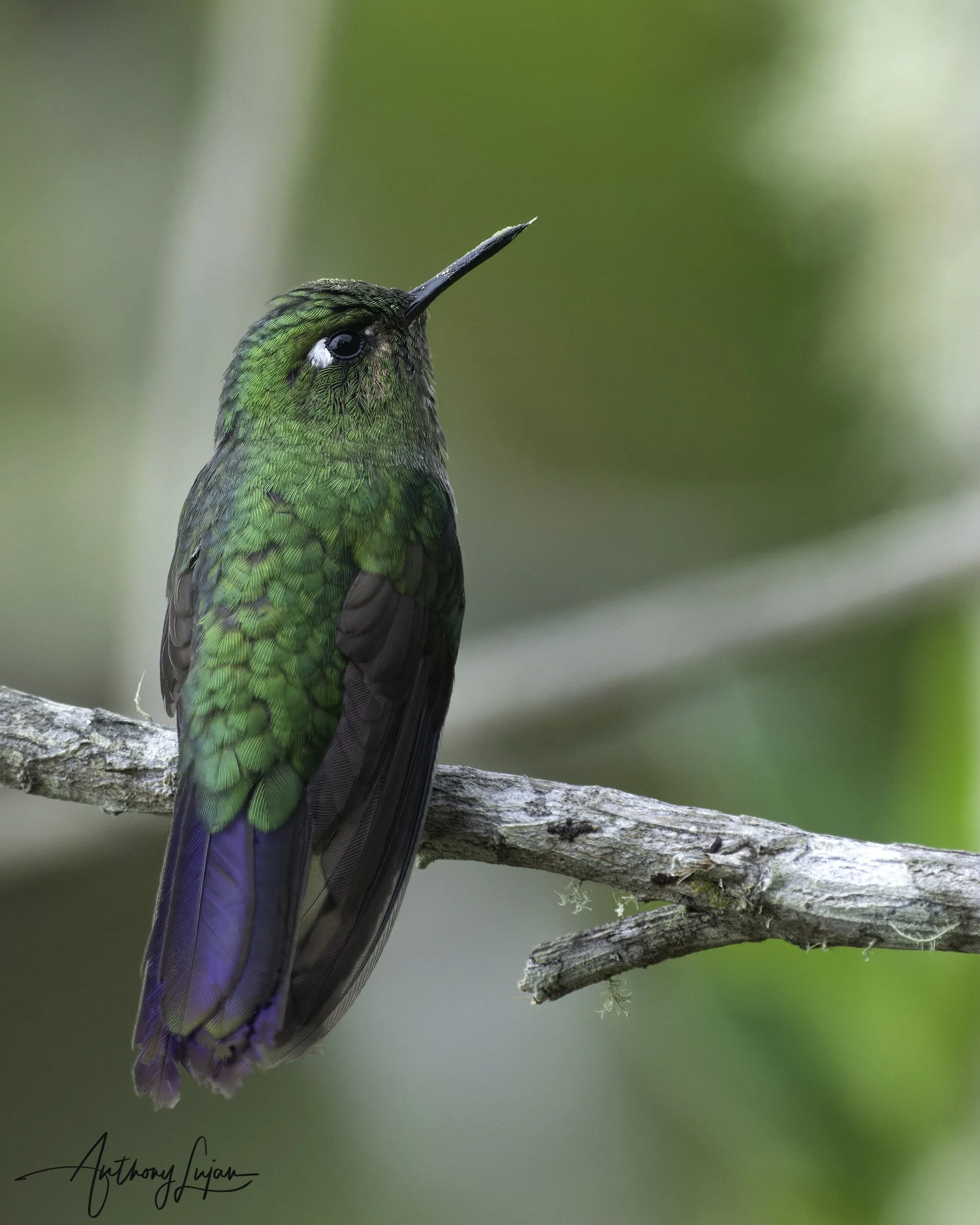 DSC2126 Tyrian metaltail x1800.jpg