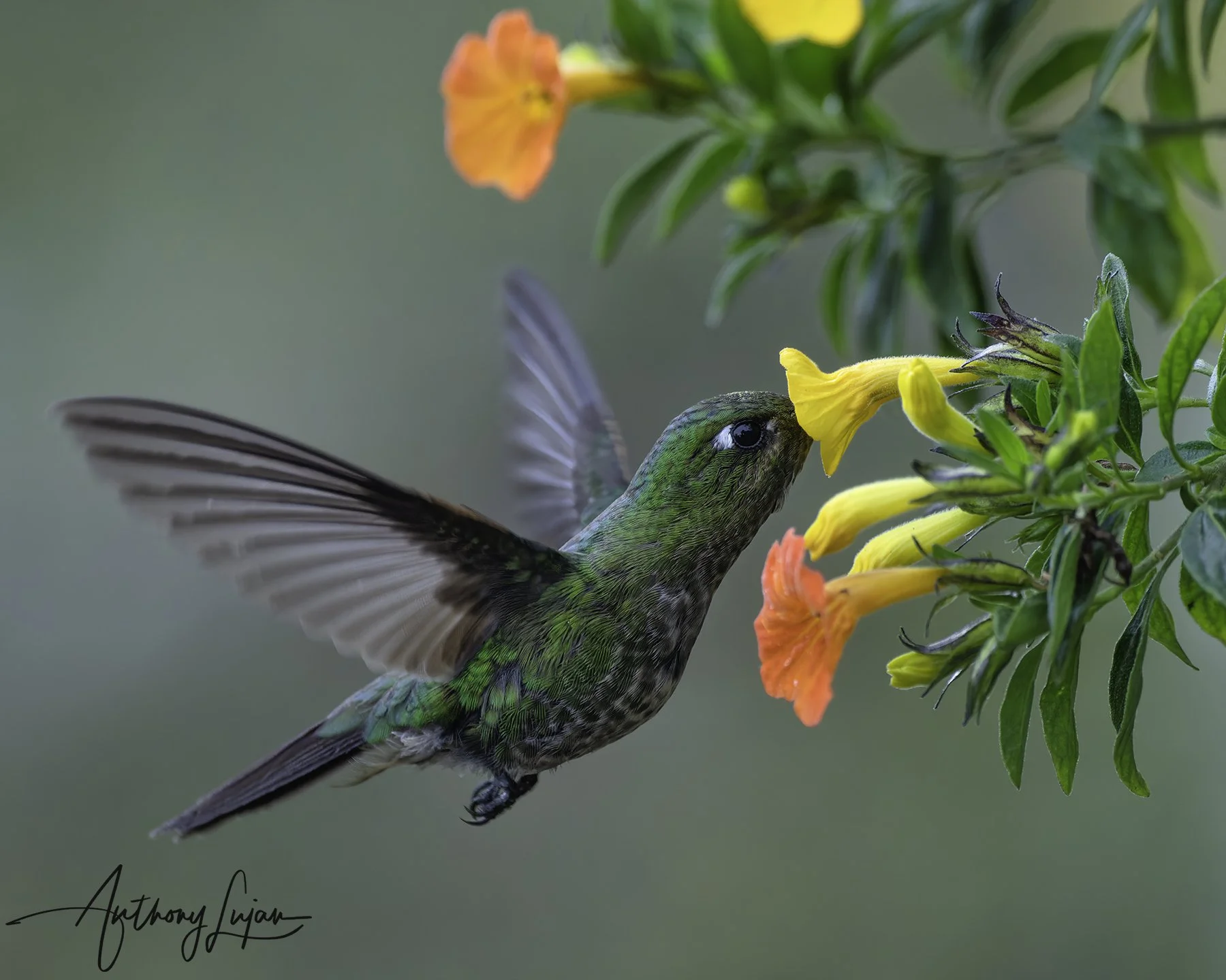 DSC2050 Tyrian metaltail x1800.jpg