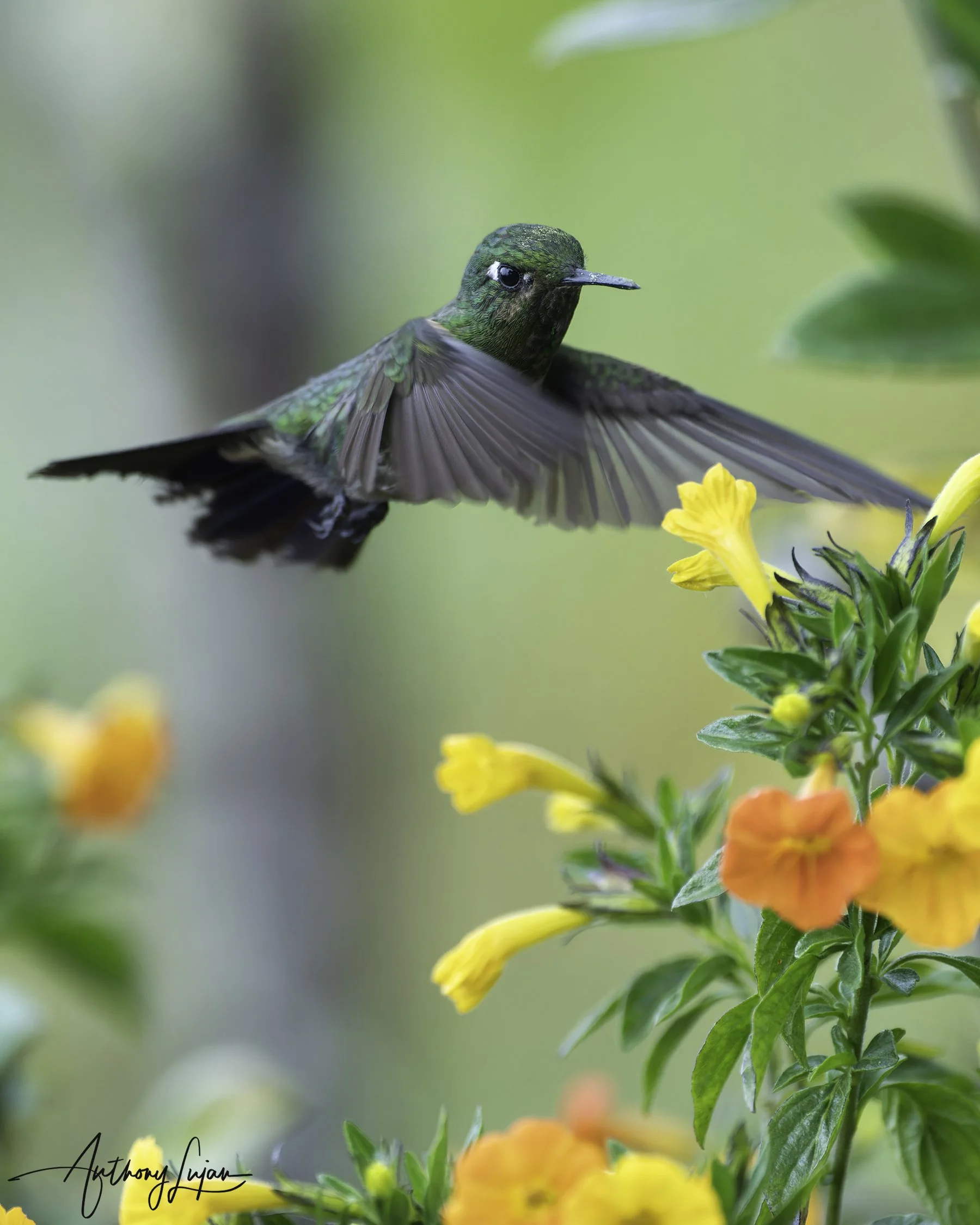 DSC2097 Tyrian metaltail x1800.jpg