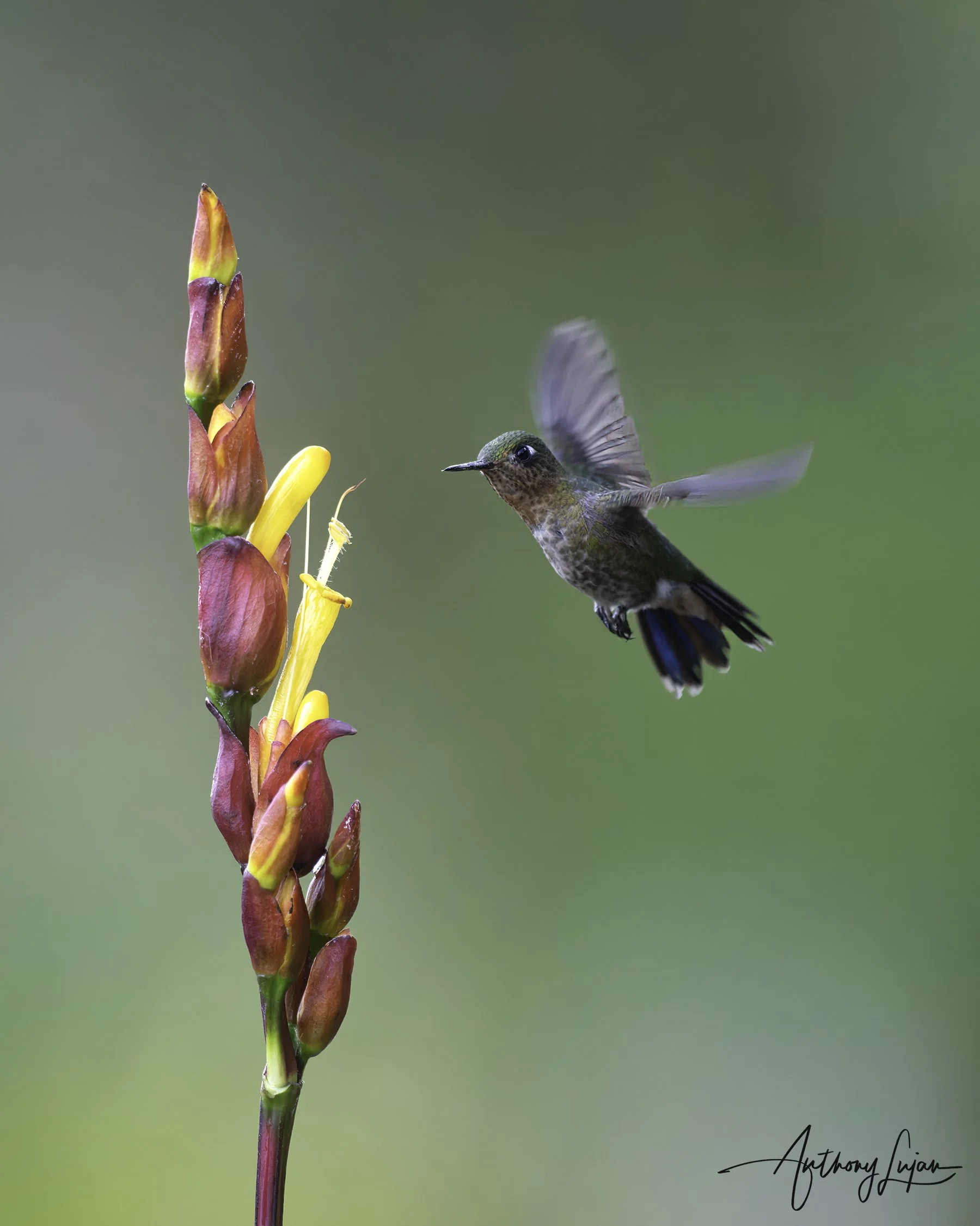 DSC2416 Tyrian metaltail x1800.jpg