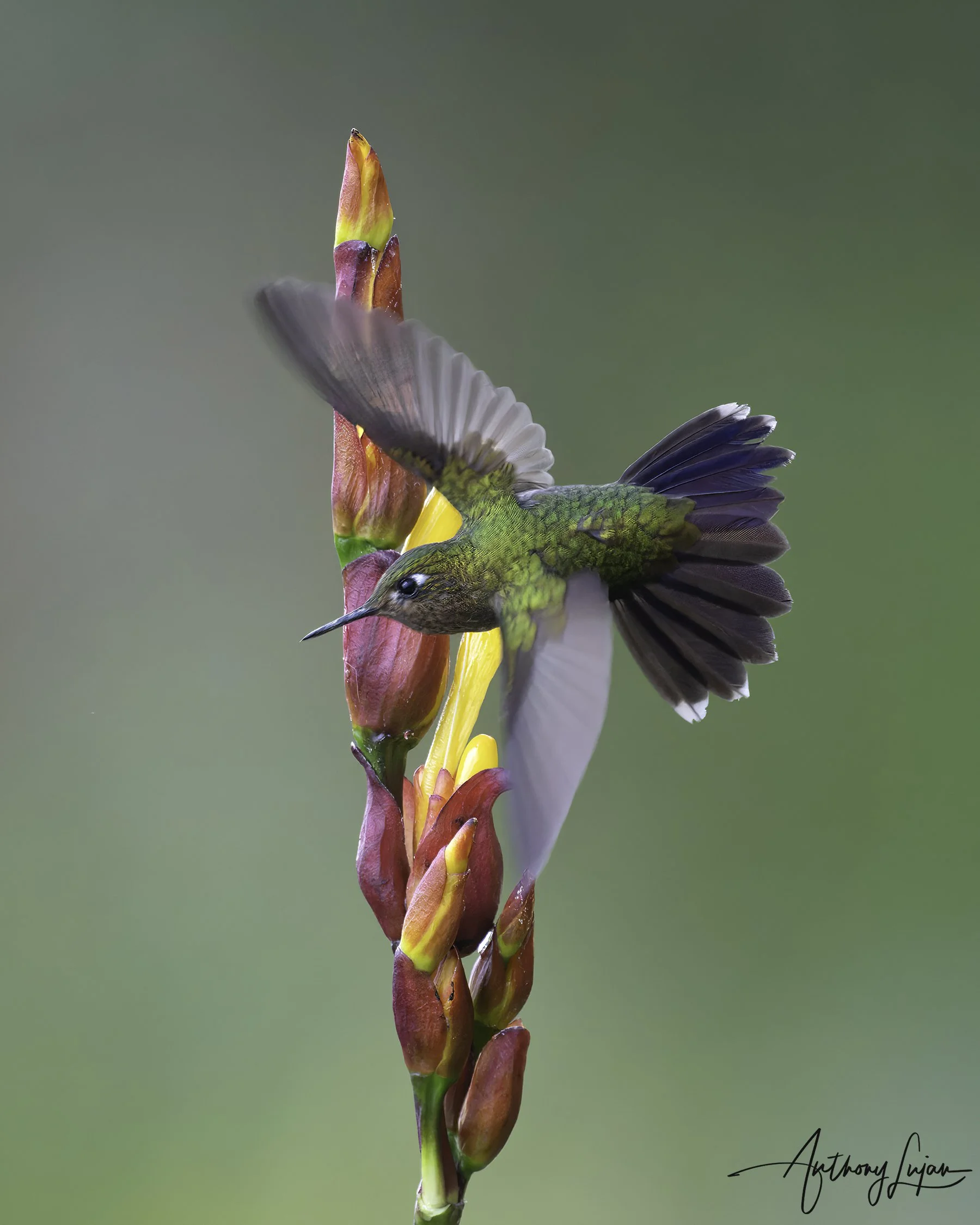 DSC2422 Tyrian metaltail x1800.jpg