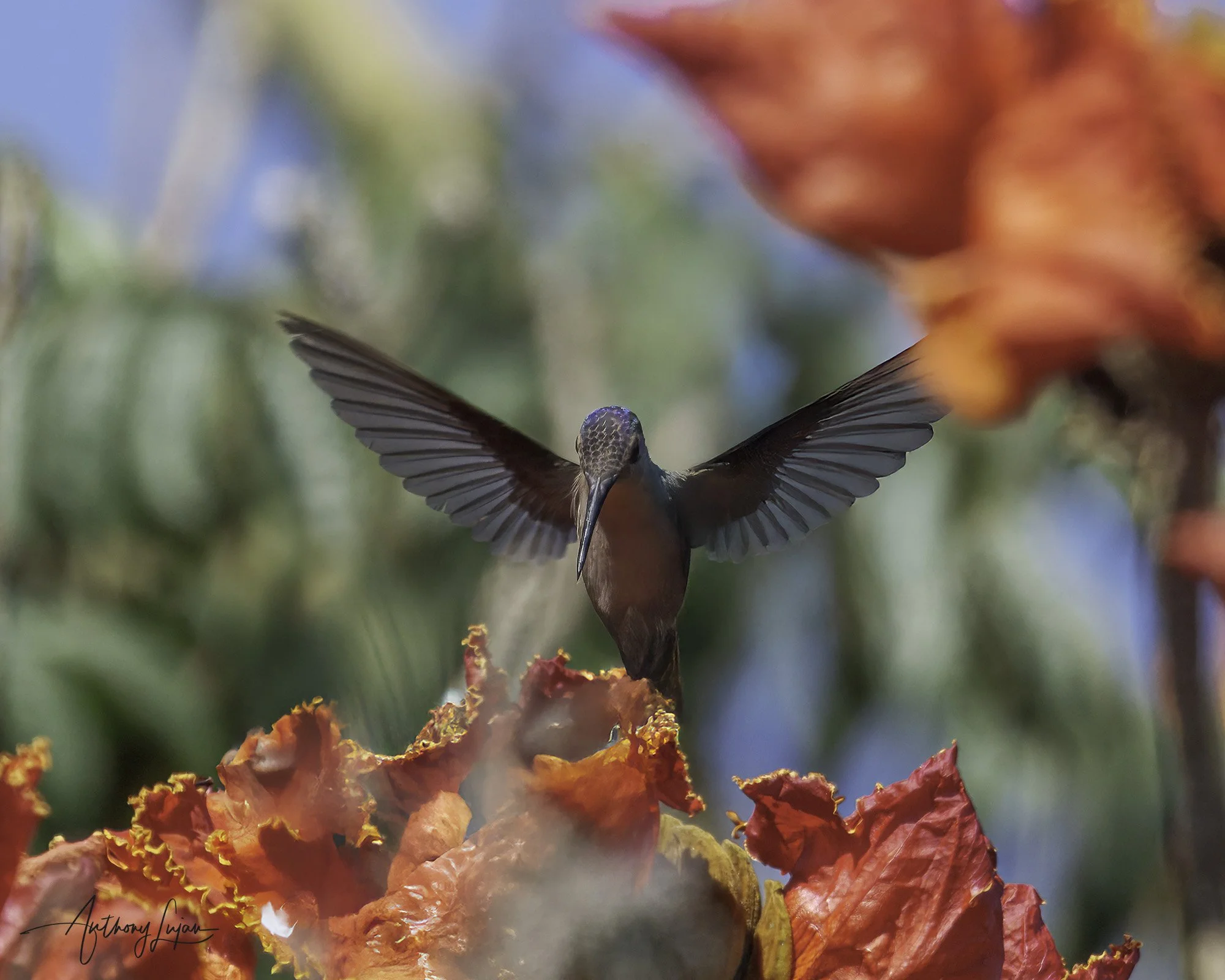 DSC06798 Wedge-tailed Sabrewing x1800.jpg