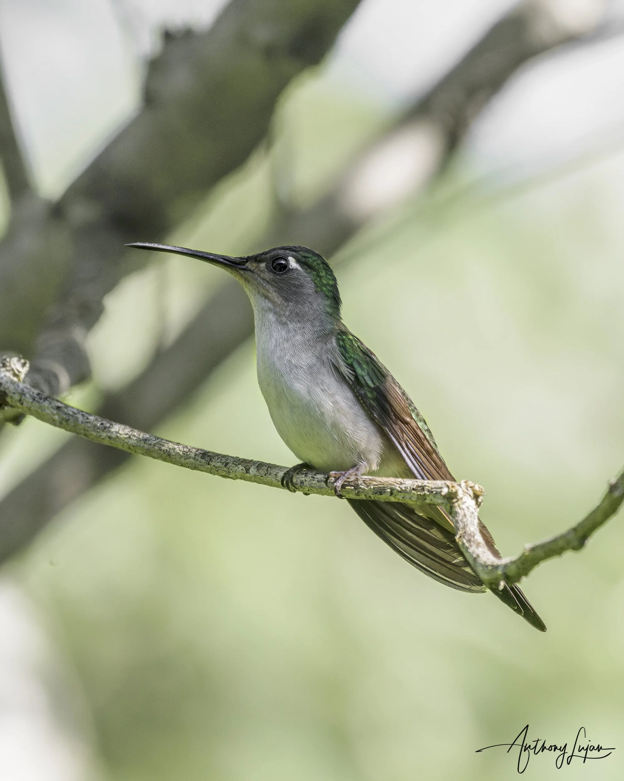 DSC07779 Wedge-tailed Sabrewing x1800.jpg