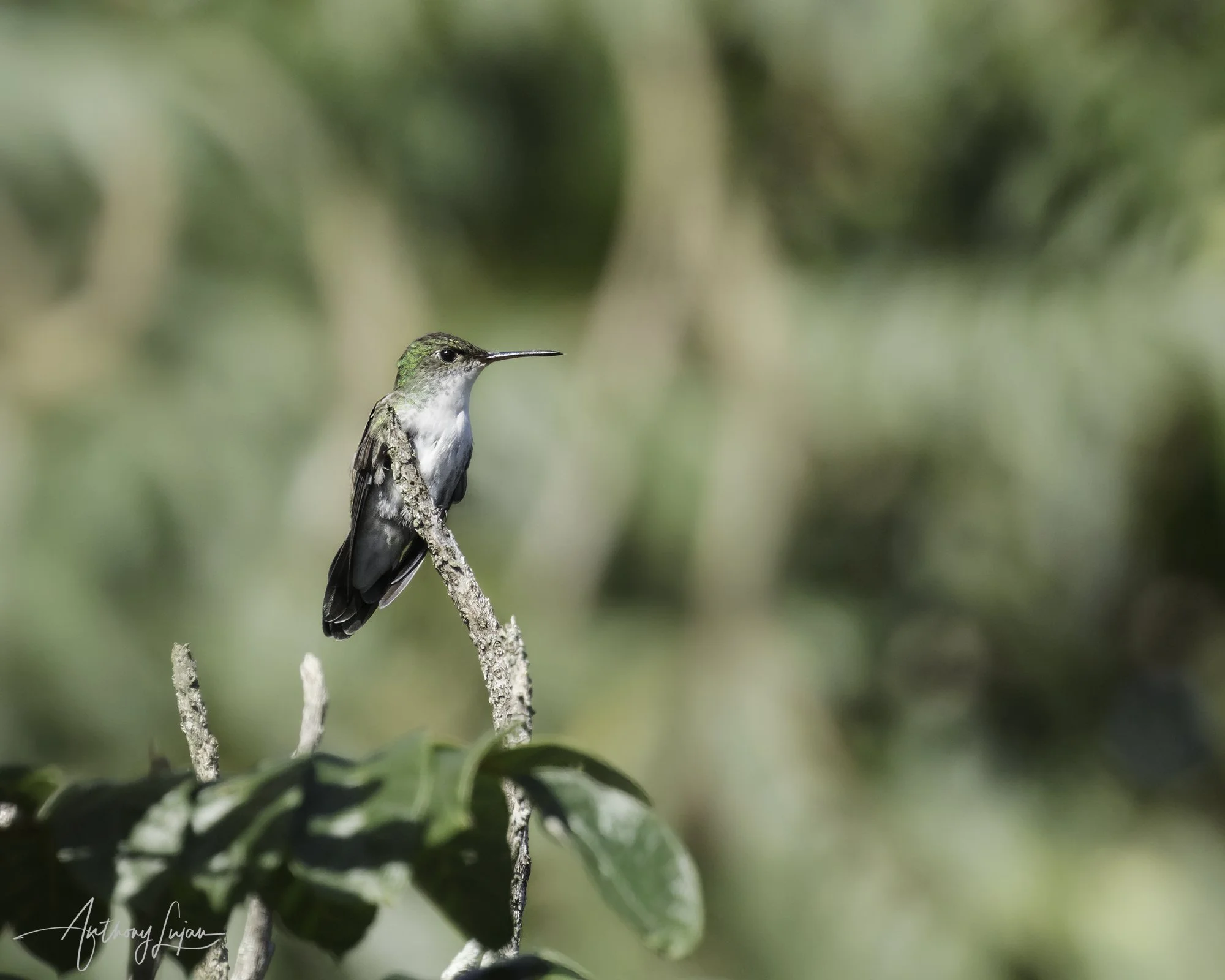 DSC06775 White-bellied Emerald x1800.jpg